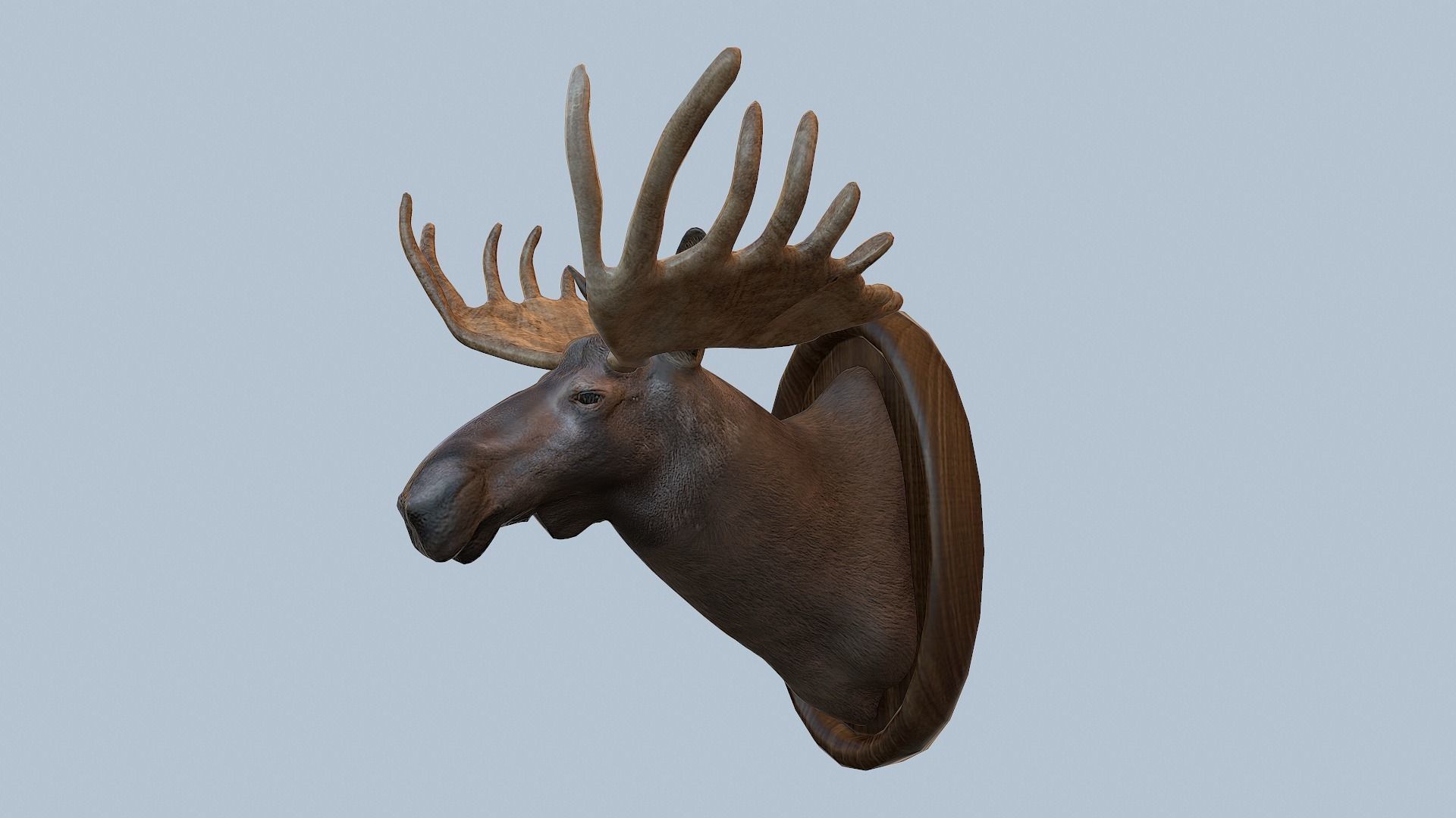 Moose Head Taxidermy Low-poly 3D model_12