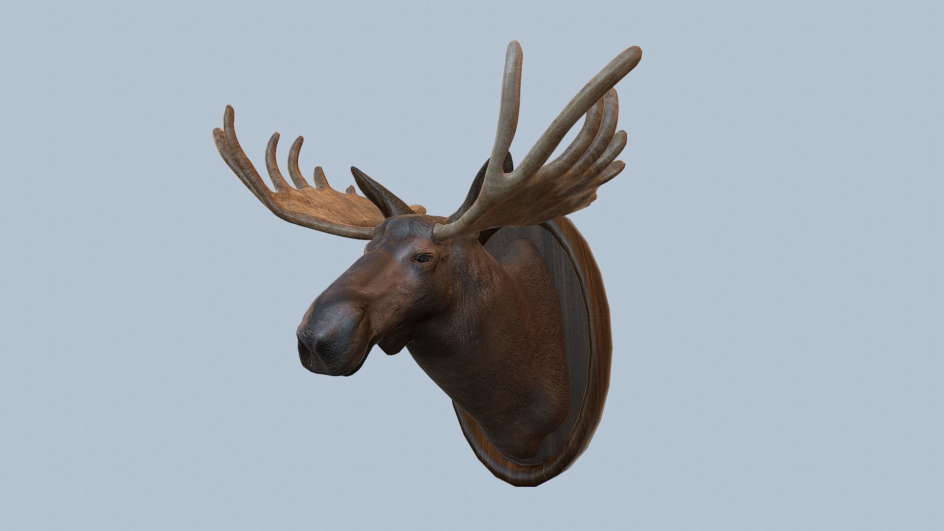 Moose Head Taxidermy Low-poly 3D model_8