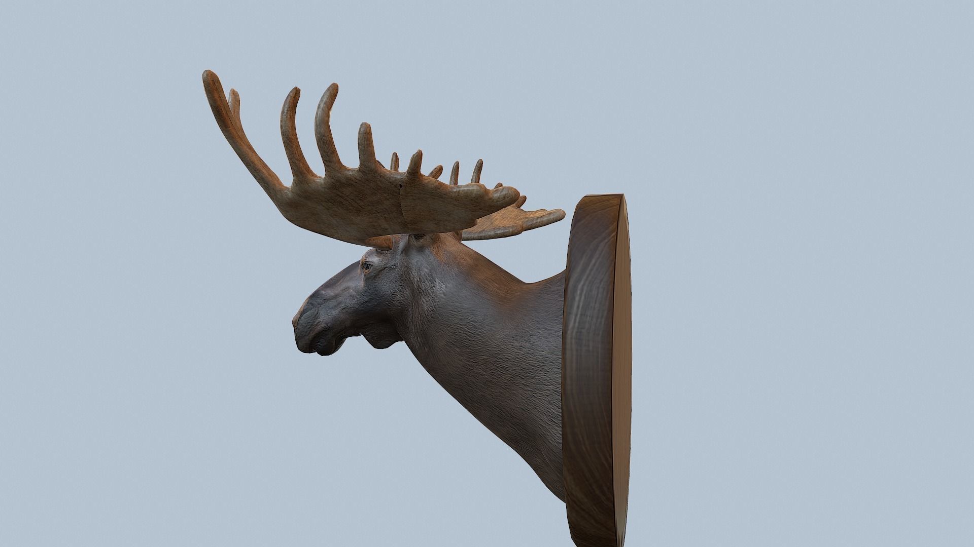 Moose Head Taxidermy Low-poly 3D model_20