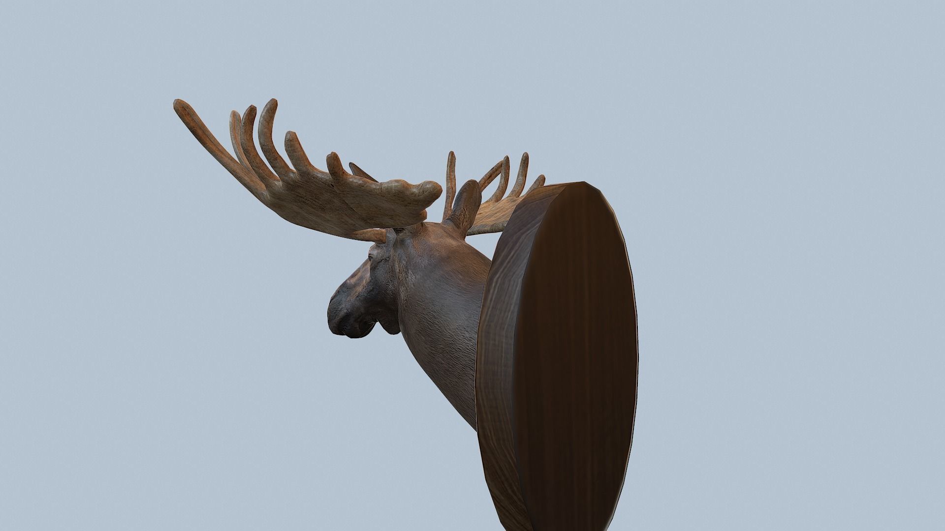Moose Head Taxidermy Low-poly 3D model_24