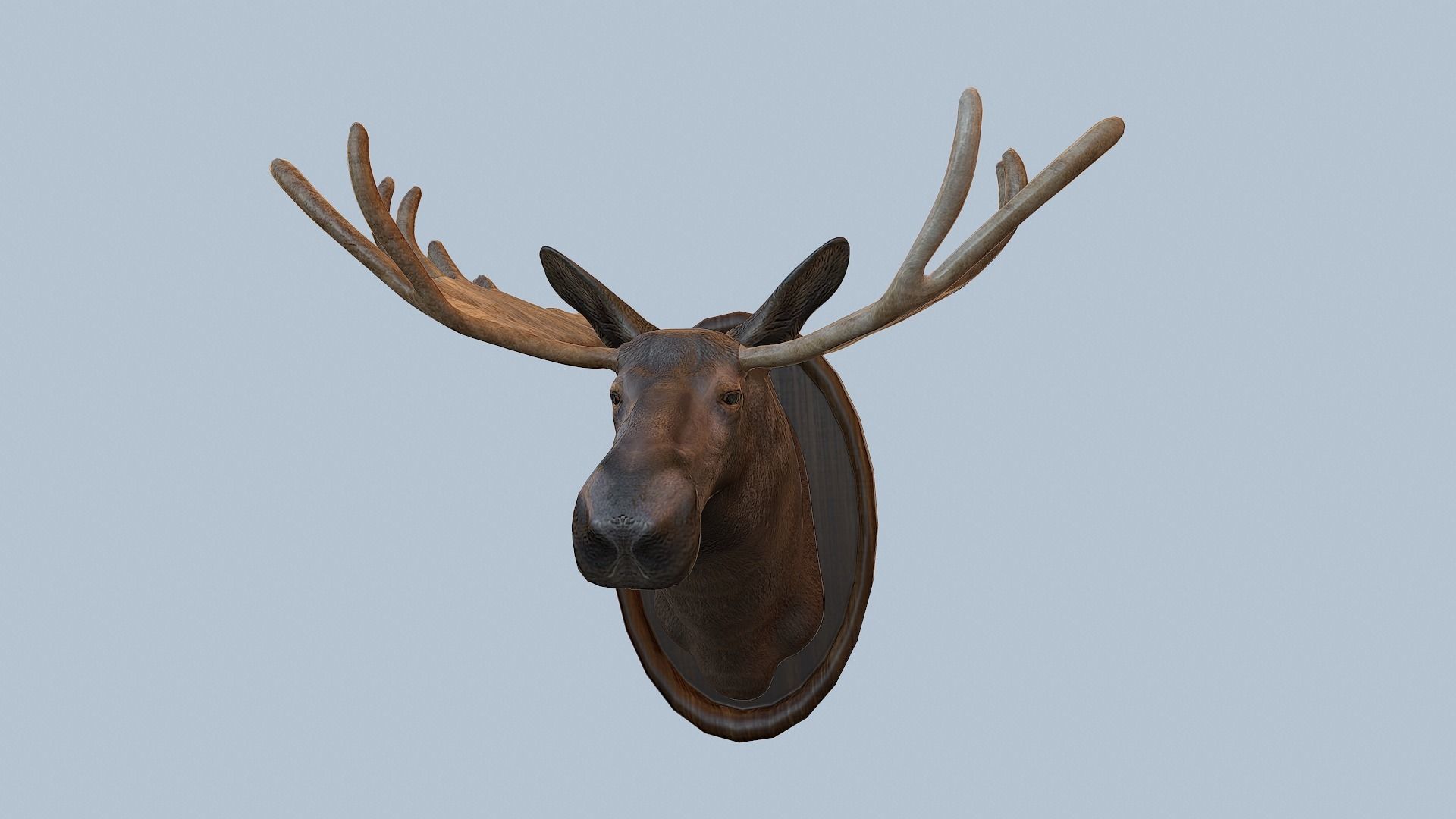 Moose Head Taxidermy Low-poly 3D model_4