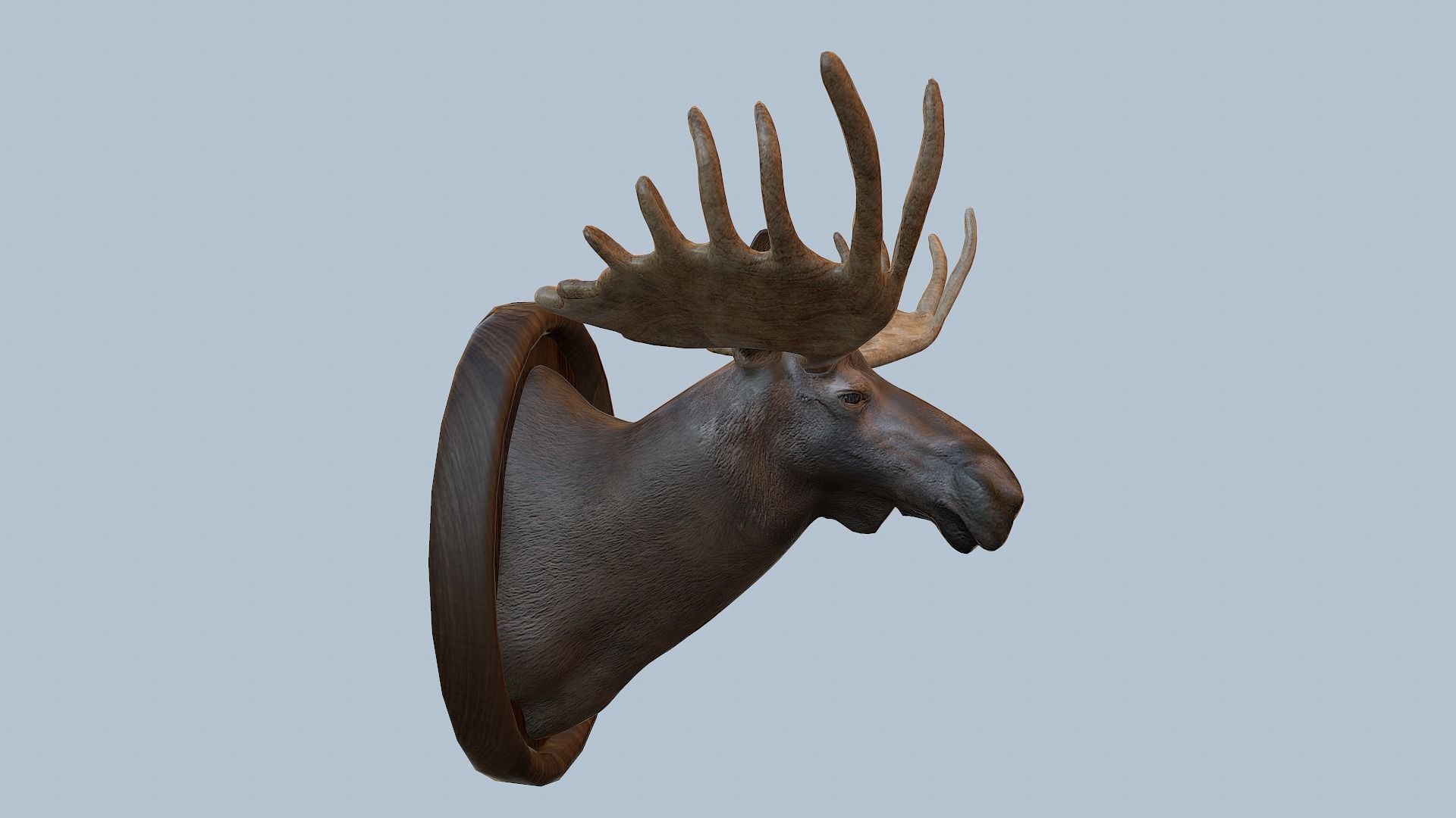 Moose Head Taxidermy Low-poly 3D model_50
