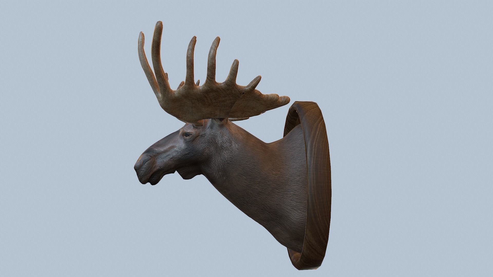 Moose Head Taxidermy Low-poly 3D model_16