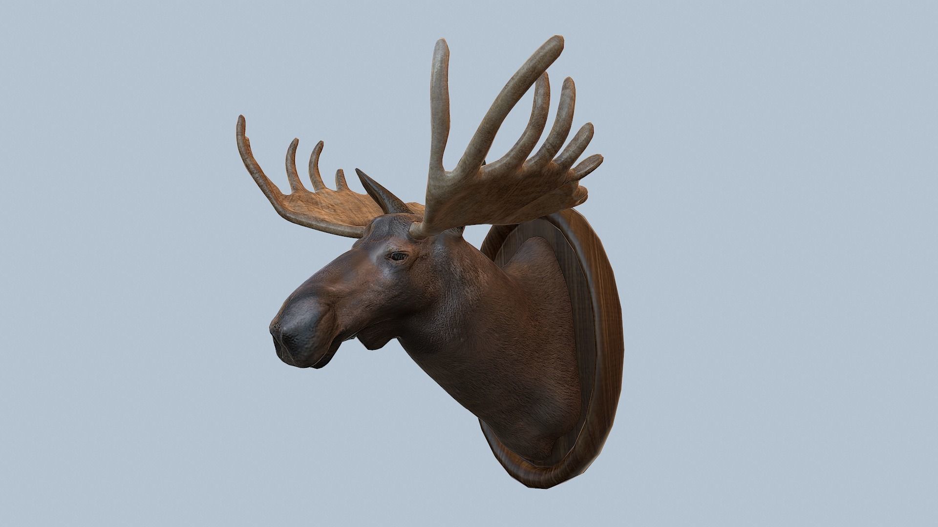 Moose Head Taxidermy Low-poly 3D model_10