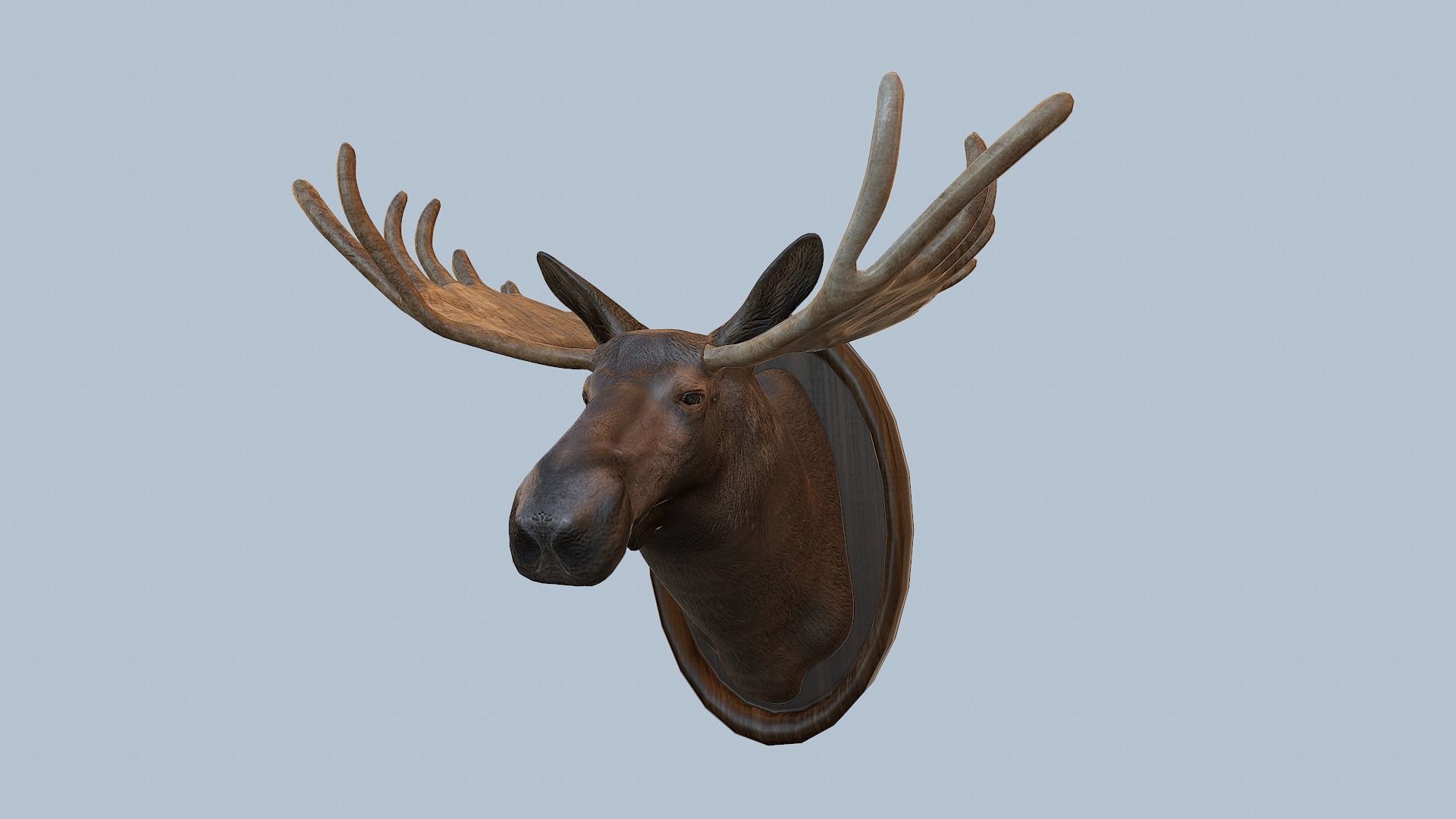 Moose Head Taxidermy Low-poly 3D model_6