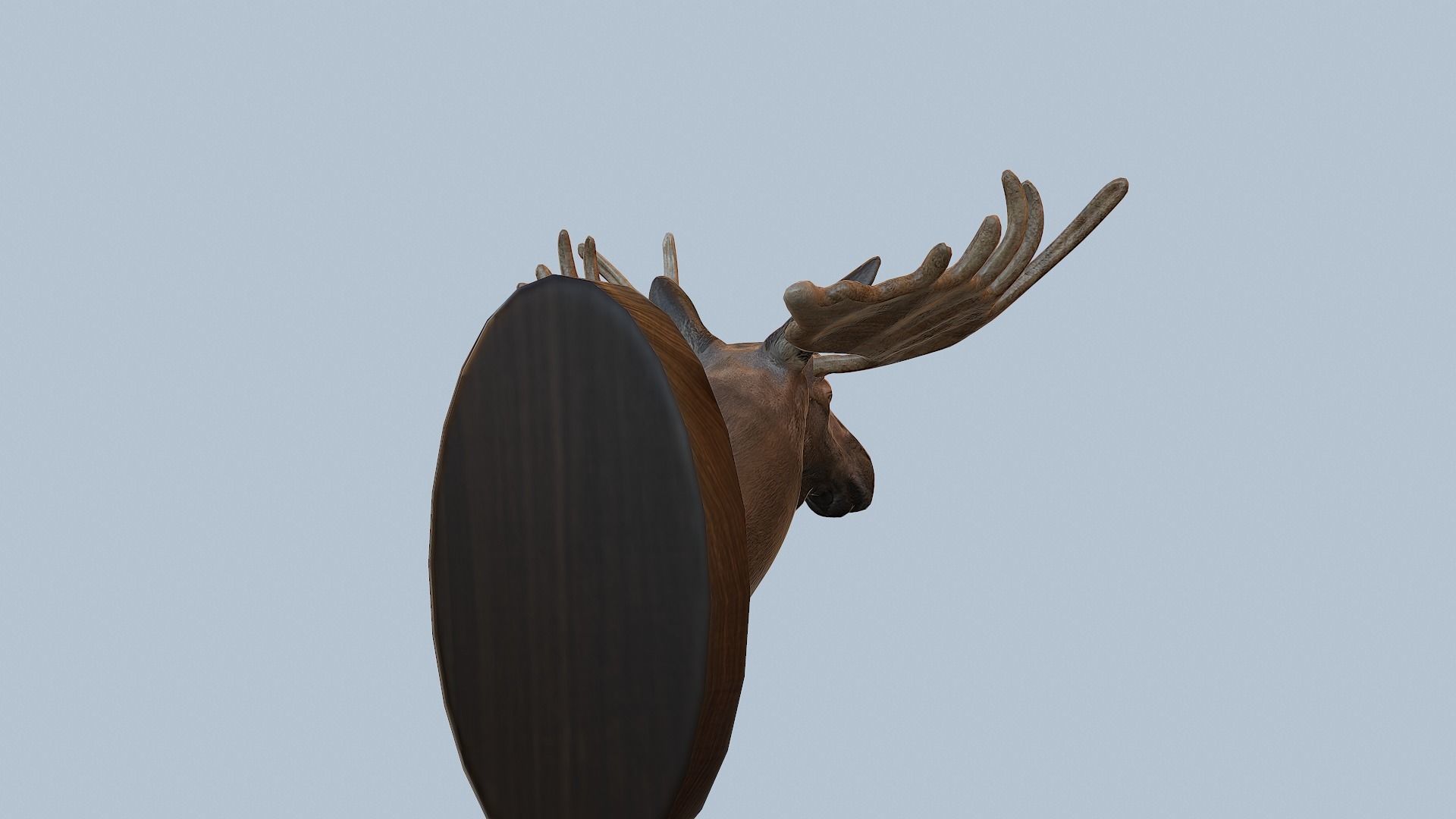 Moose Head Taxidermy Low-poly 3D model_38