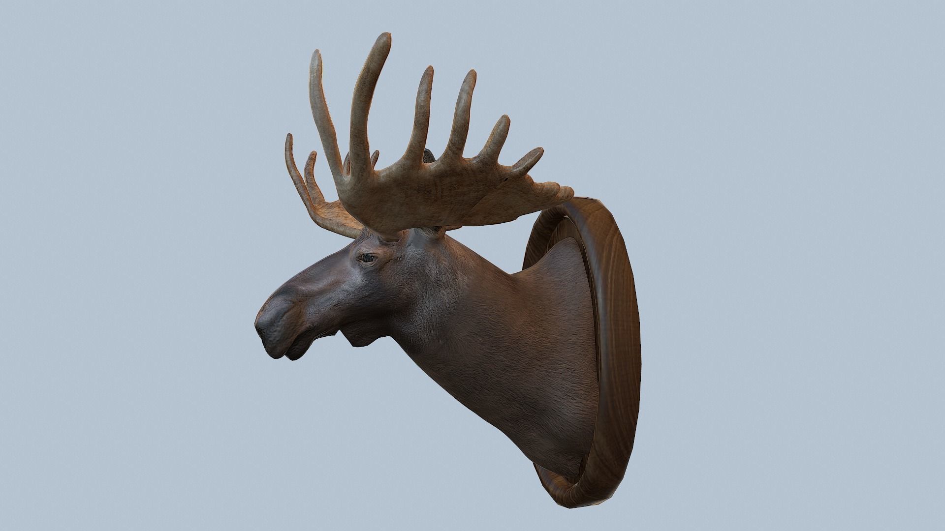 Moose Head Taxidermy Low-poly 3D model_14