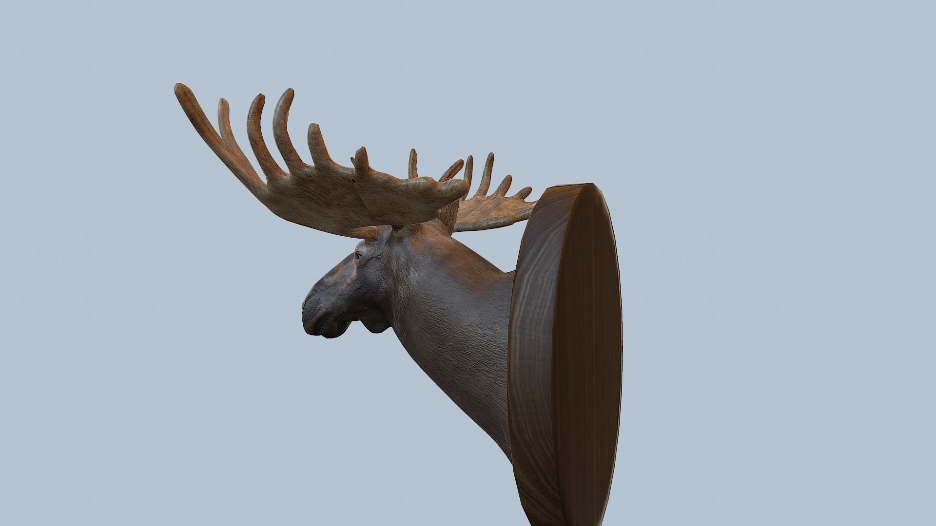 Moose Head Taxidermy Low-poly 3D model_22