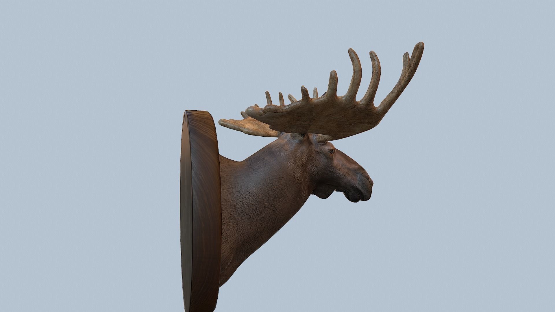 Moose Head Taxidermy Low-poly 3D model_44