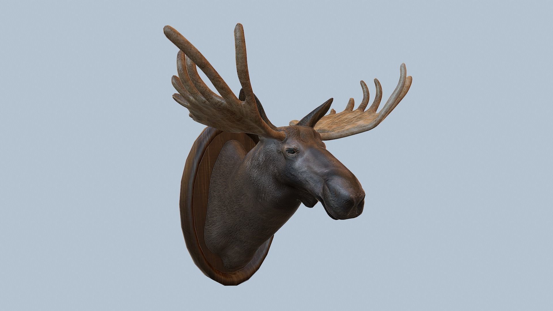 Moose Head Taxidermy Low-poly 3D model_56