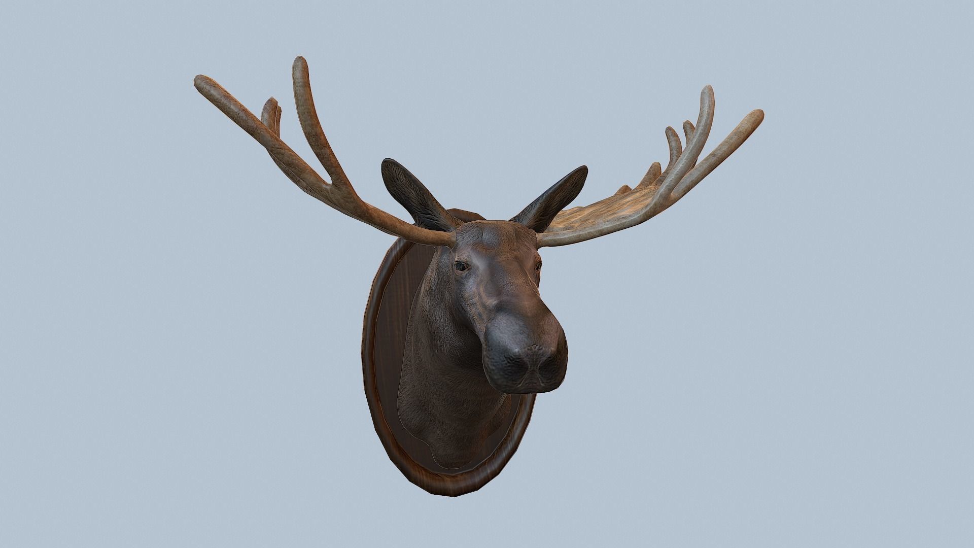 Moose Head Taxidermy Low-poly 3D model_60