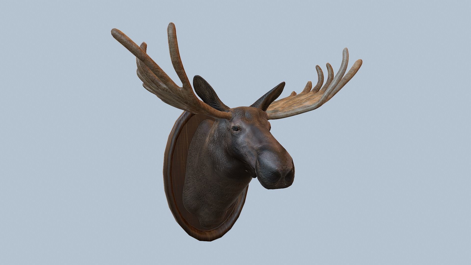 Moose Head Taxidermy Low-poly 3D model_58