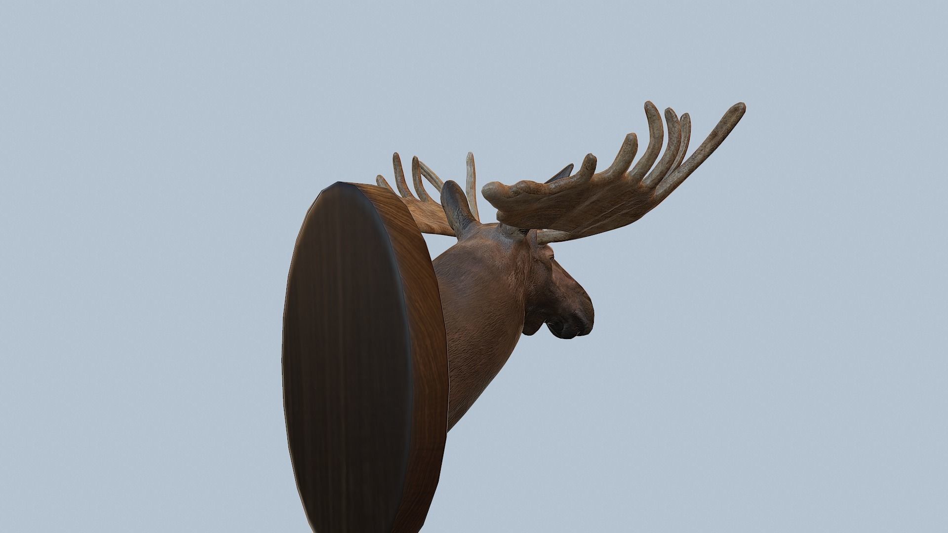 Moose Head Taxidermy Low-poly 3D model_40