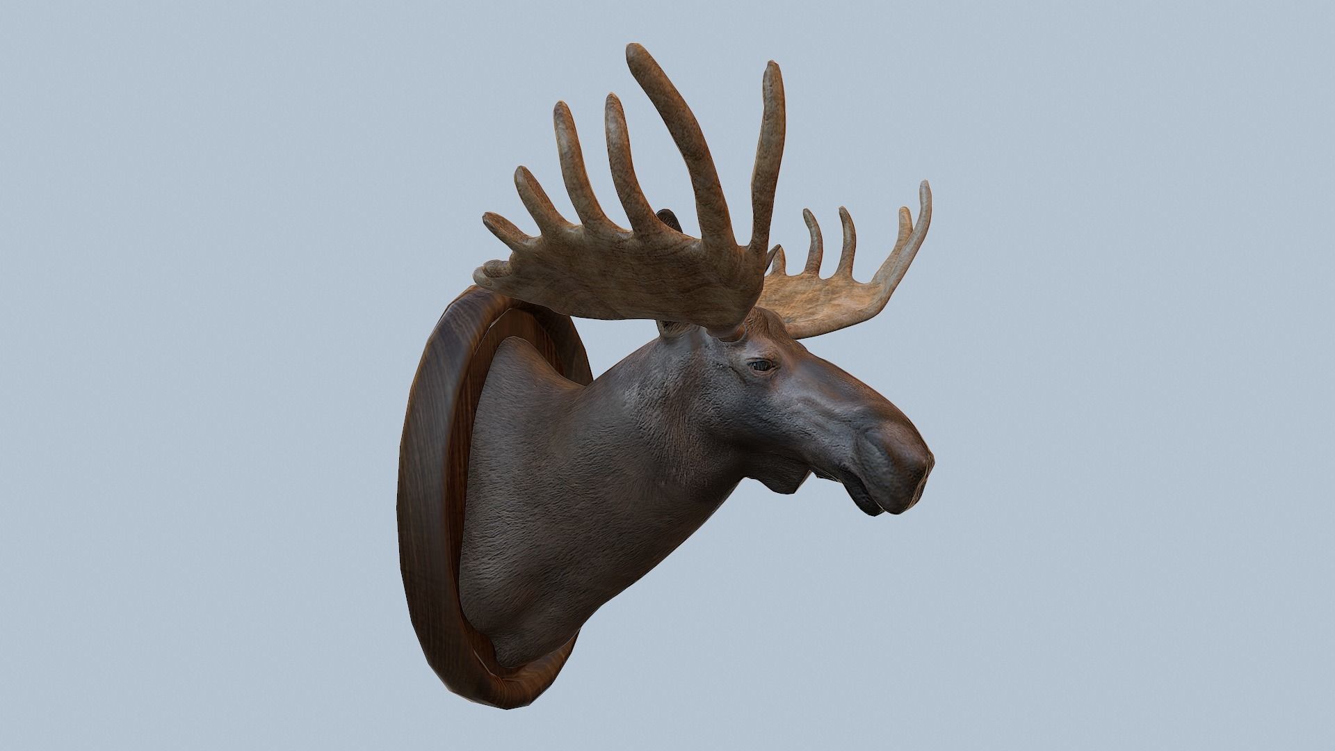 Moose Head Taxidermy Low-poly 3D model_52
