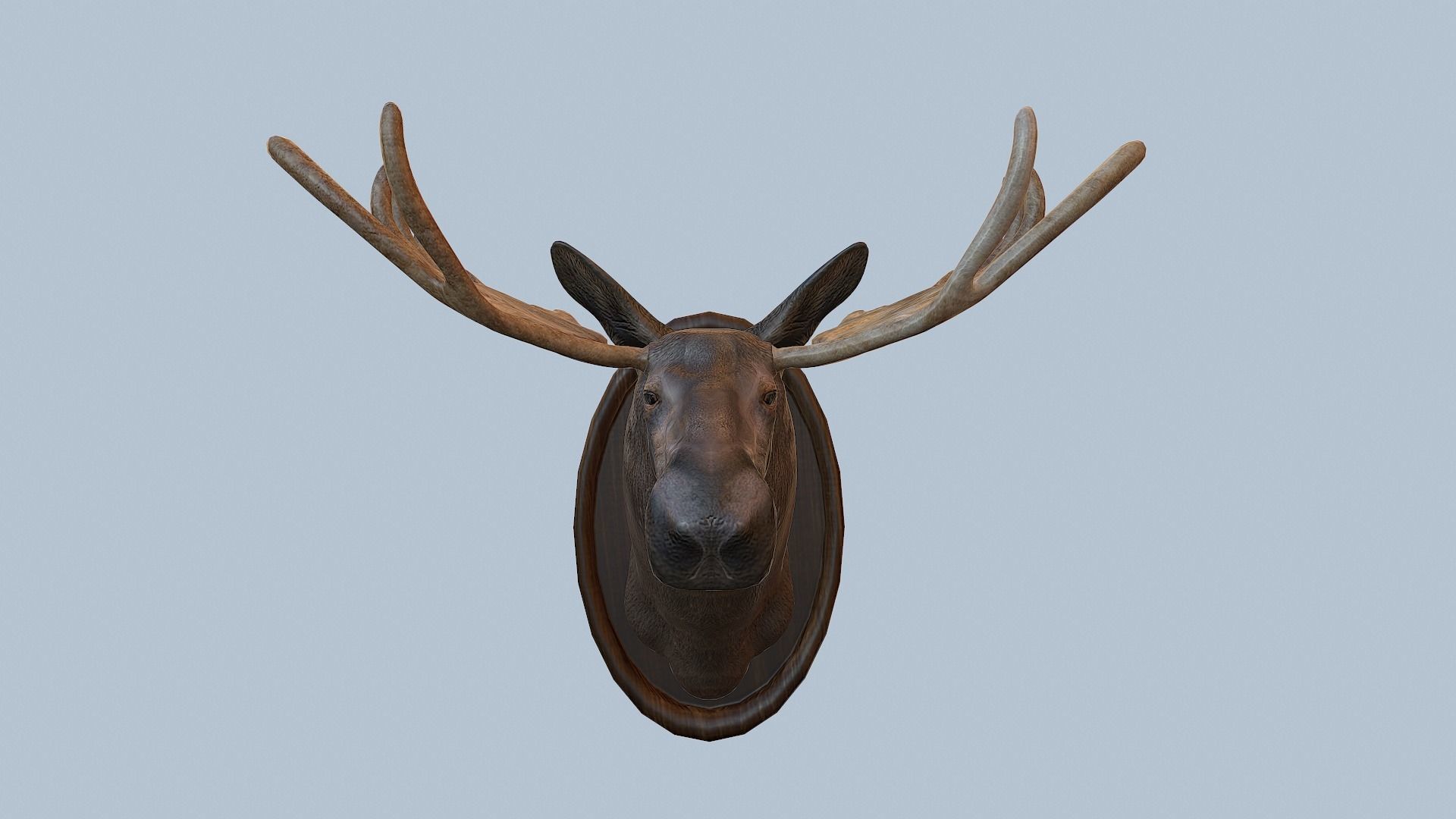Moose Head Taxidermy Low-poly 3D model_2
