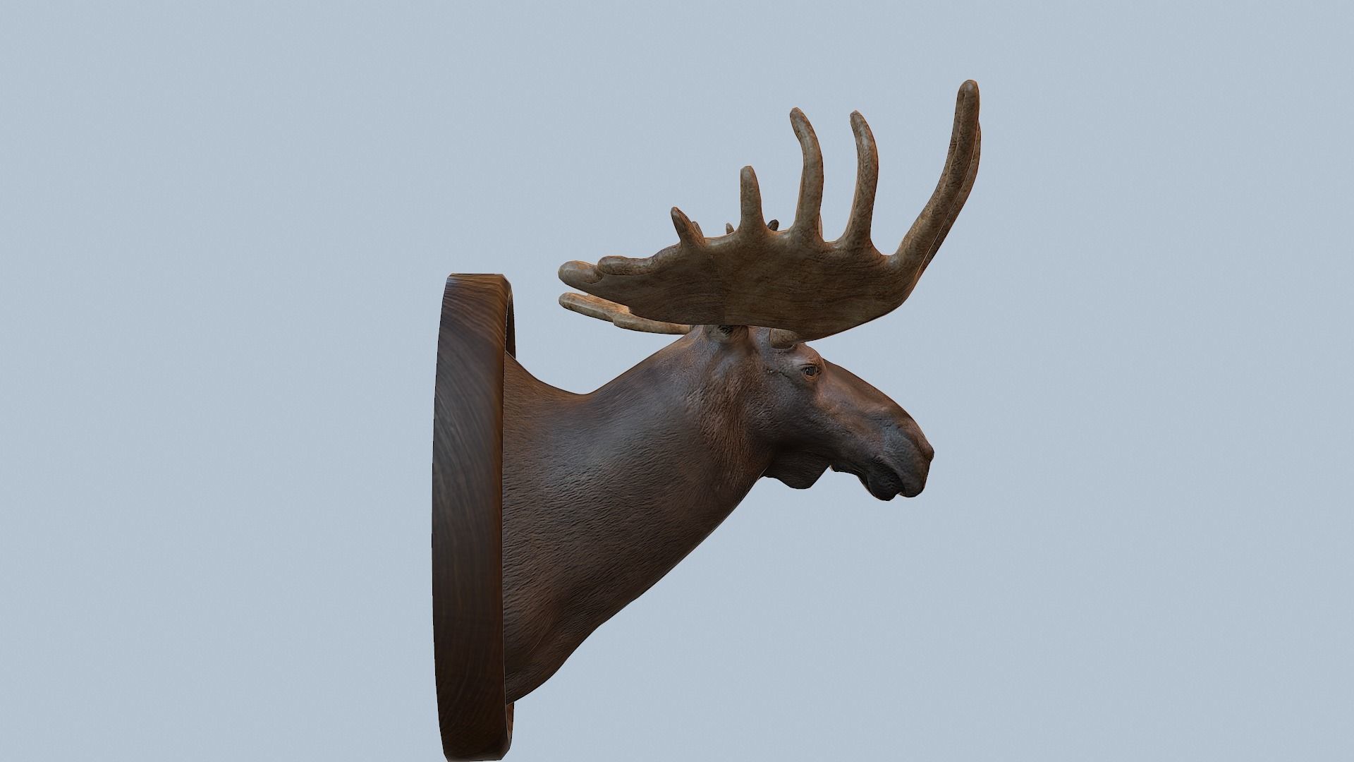 Moose Head Taxidermy Low-poly 3D model_46