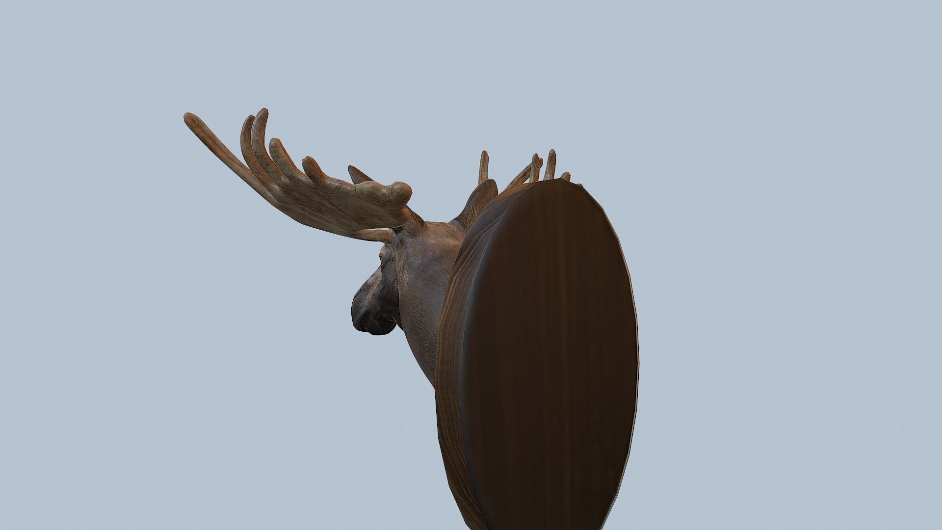 Moose Head Taxidermy Low-poly 3D model_26