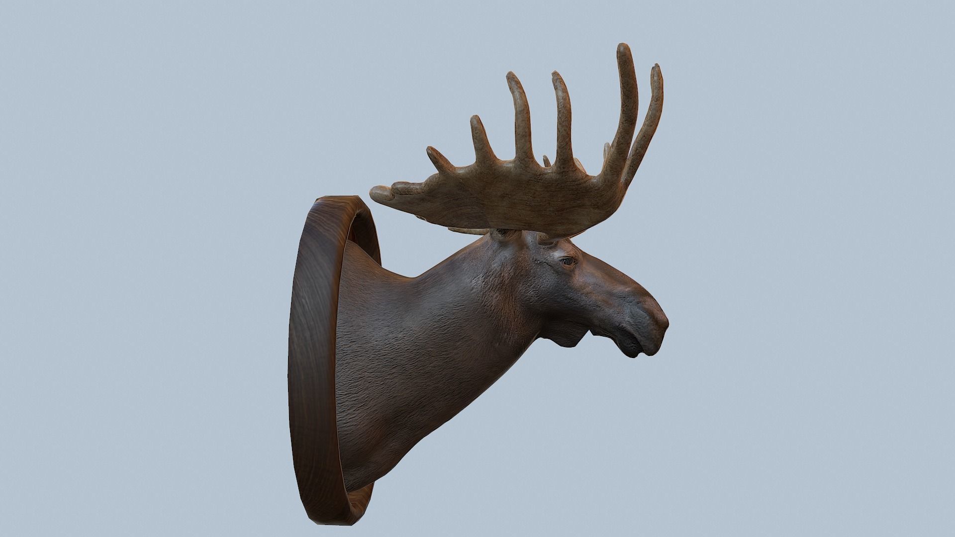 Moose Head Taxidermy Low-poly 3D model_48