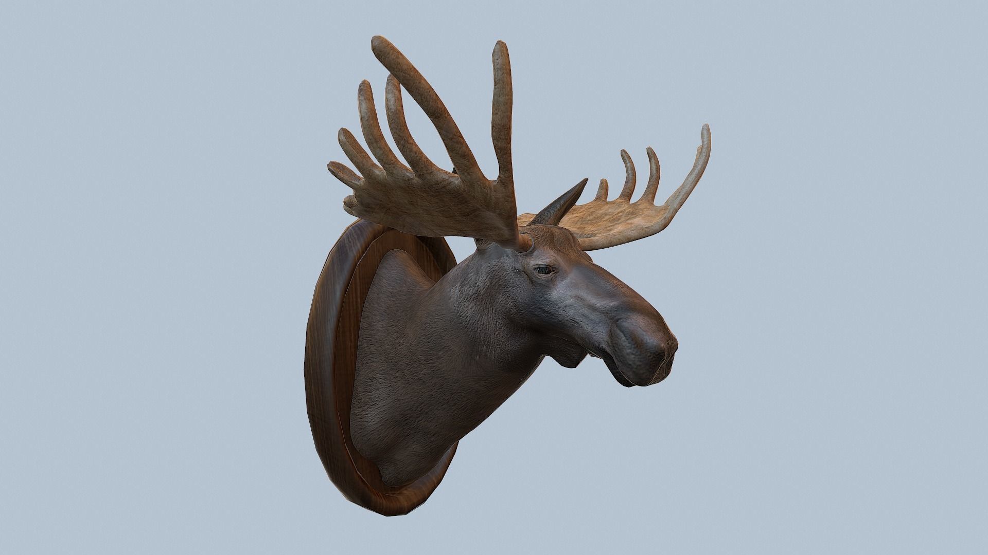 Moose Head Taxidermy Low-poly 3D model_54