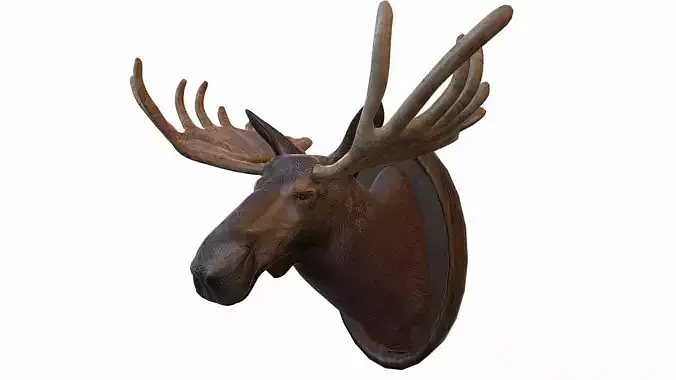 Moose Head Taxidermy Low-poly 3D model