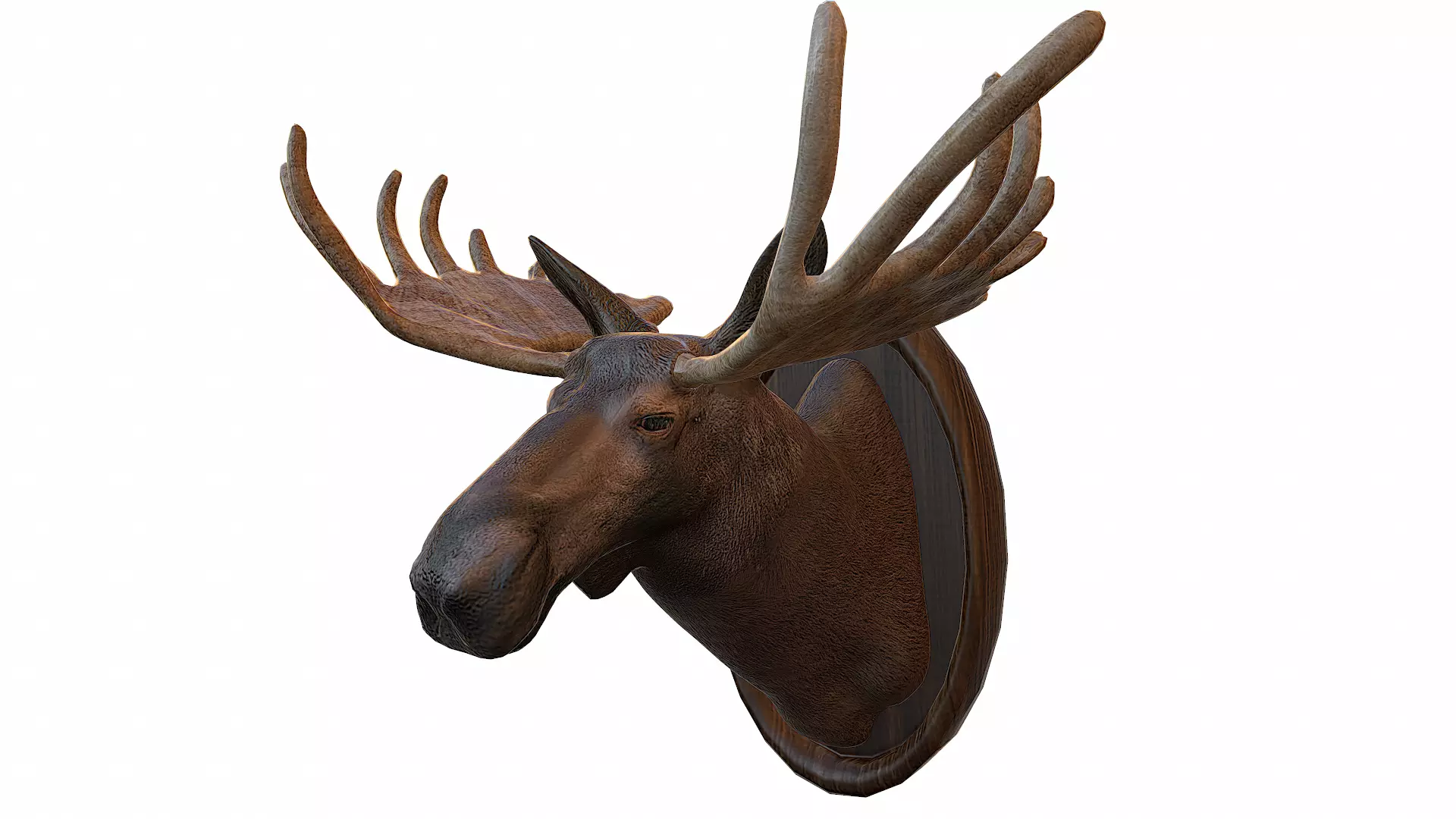 Moose Head Taxidermy Low-poly 3D model_0