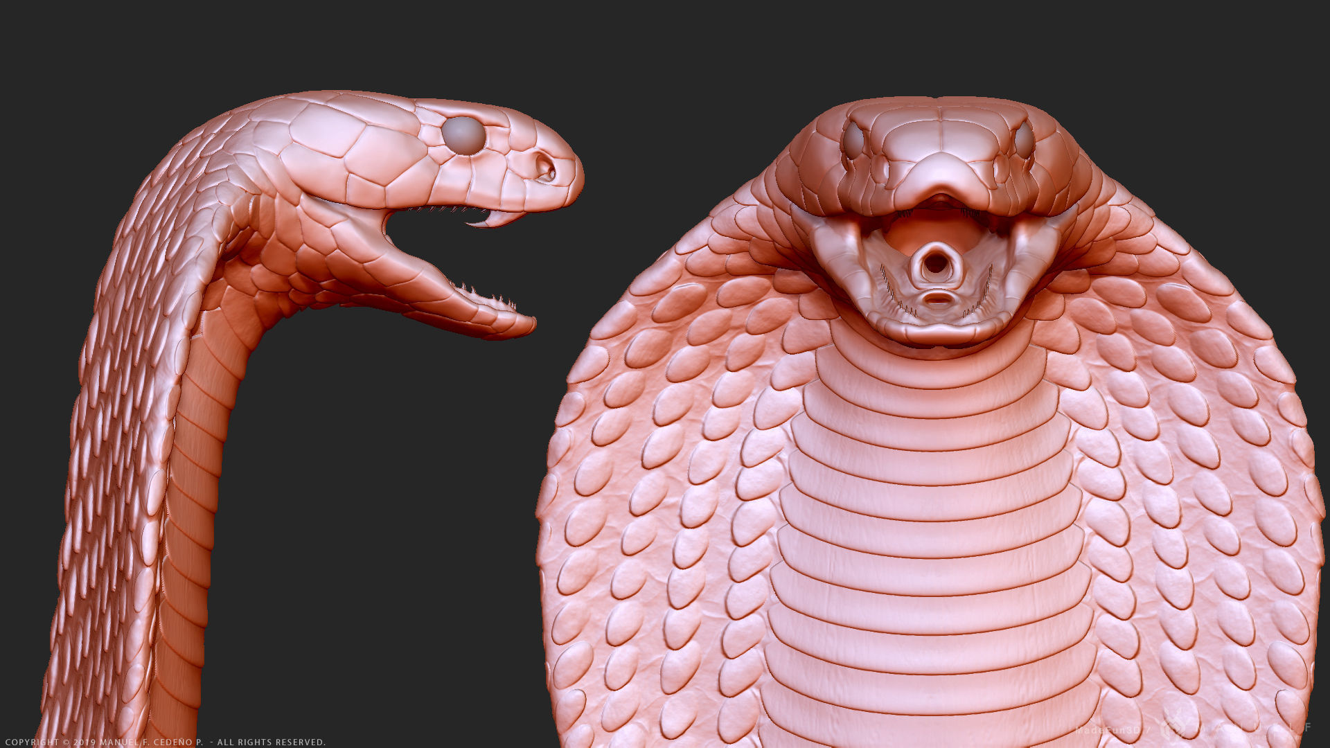 King Cobra Snake - Highpoly Sculpture 3D model_4