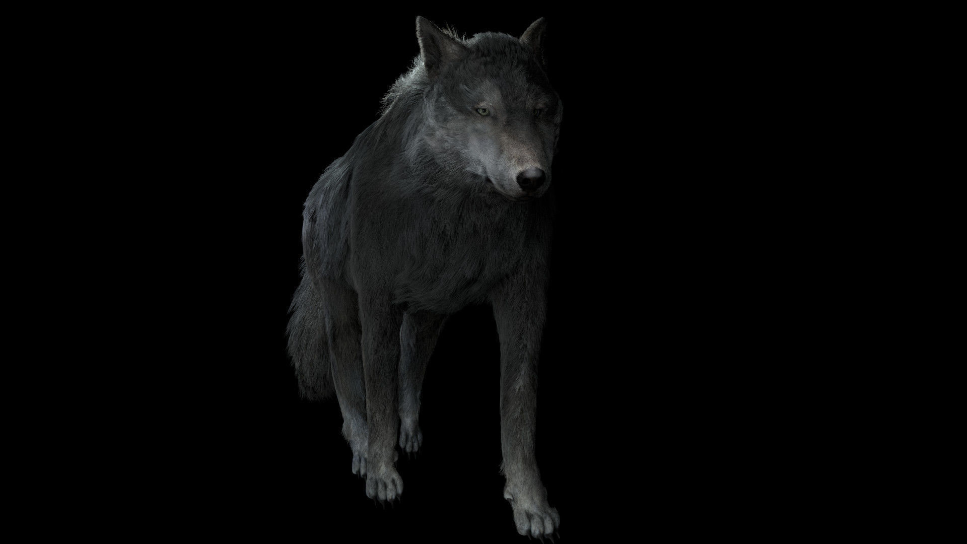 Grey wolf rigged and animated and polar light 3D model_2