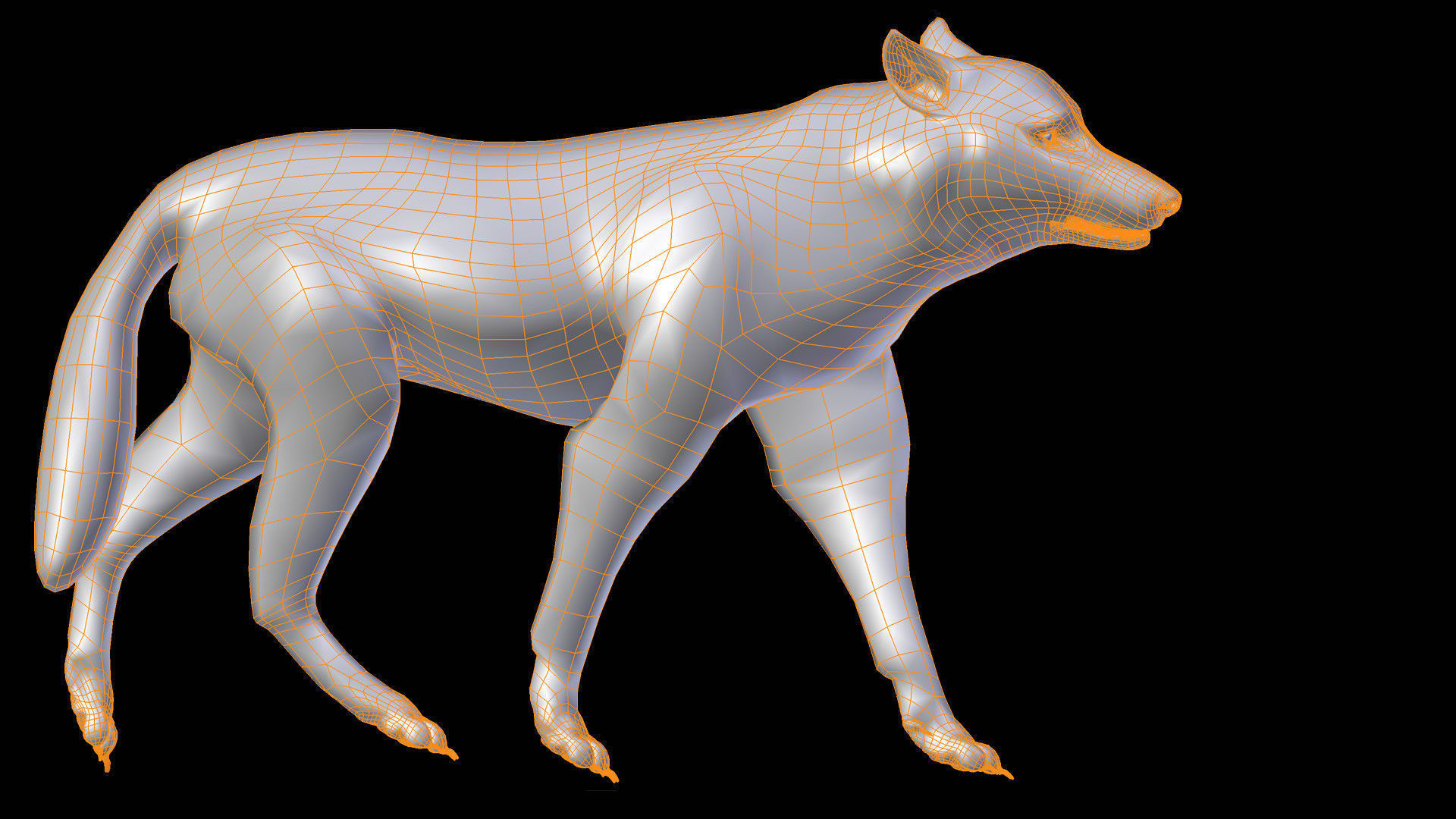 Grey wolf rigged and animated and polar light 3D model_4