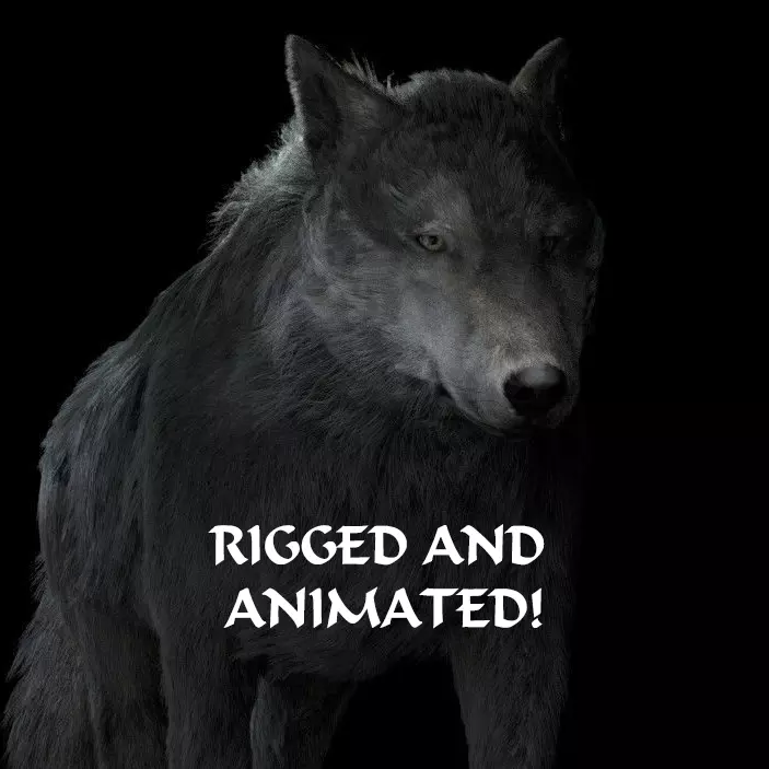 Grey wolf rigged and animated and polar light 3D model_0