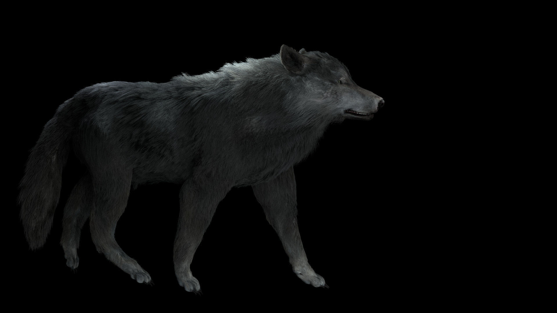 Grey wolf rigged and animated and polar light 3D model_3