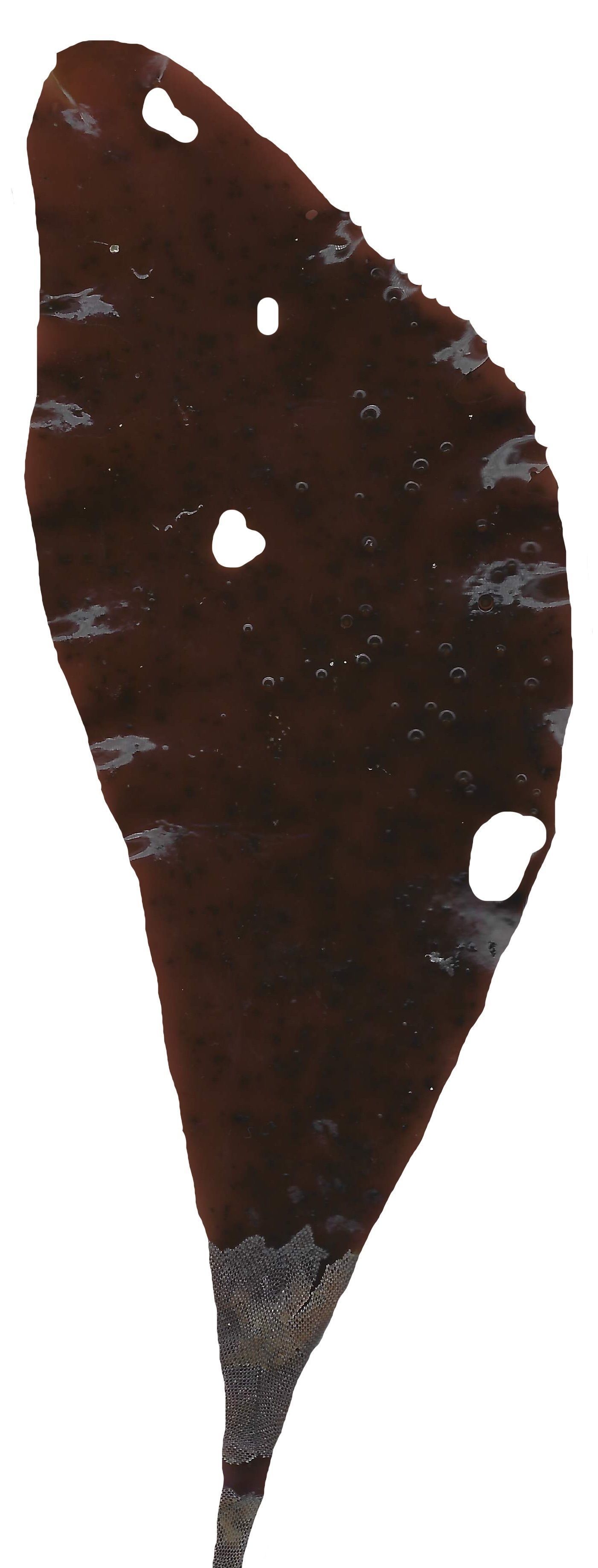 Red and Brown Algae Scanned Texture Pack - 37 Textures Texture_4