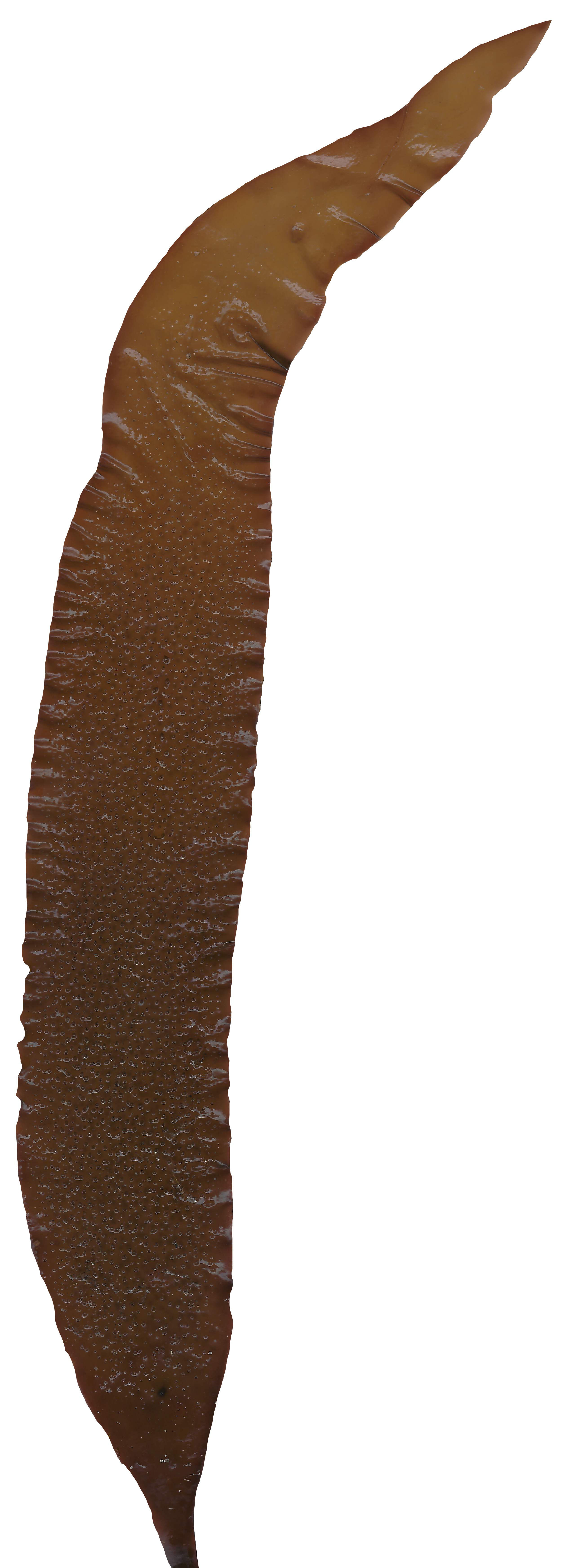 Red and Brown Algae Scanned Texture Pack - 37 Textures Texture_27