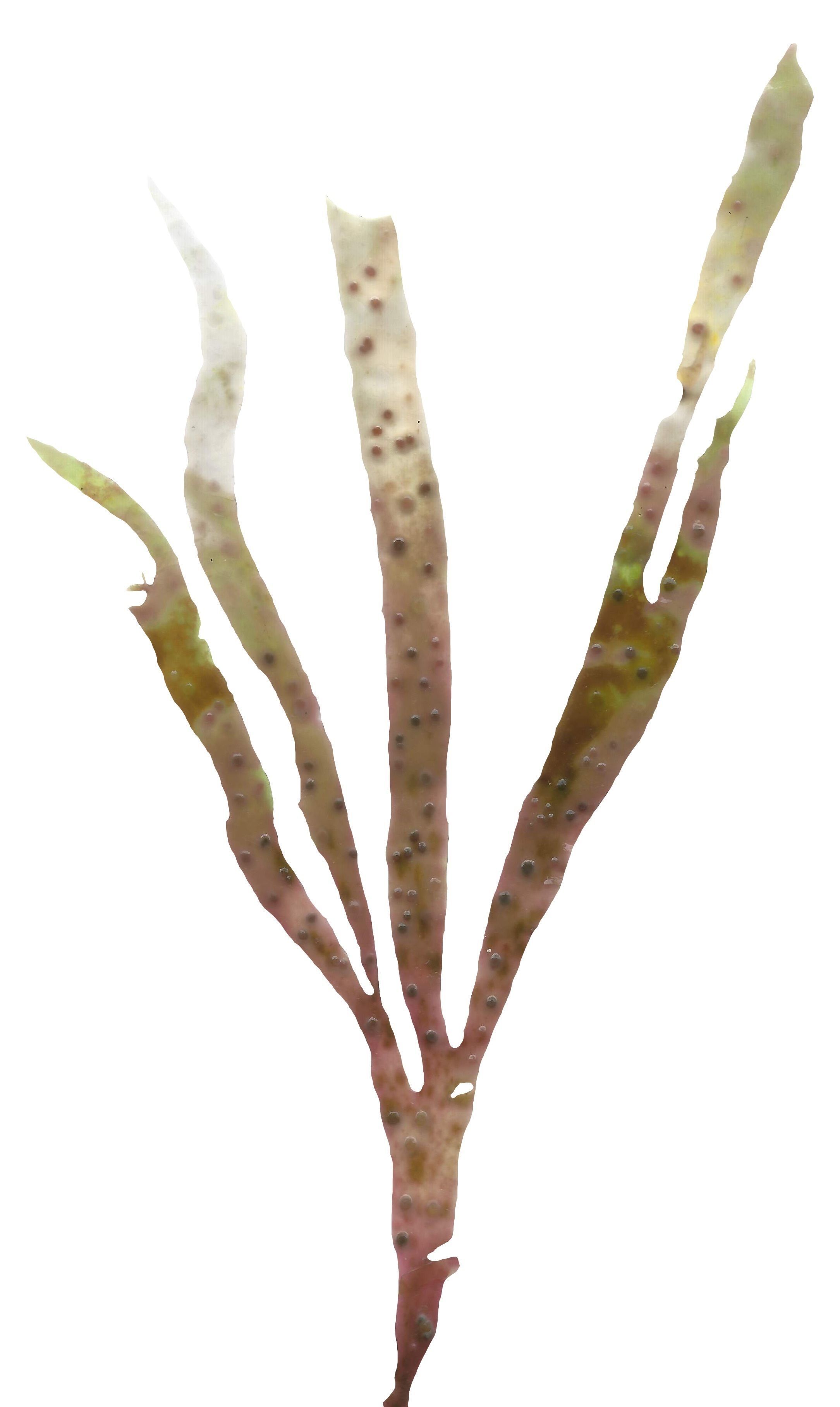 Red and Brown Algae Scanned Texture Pack - 37 Textures Texture_28