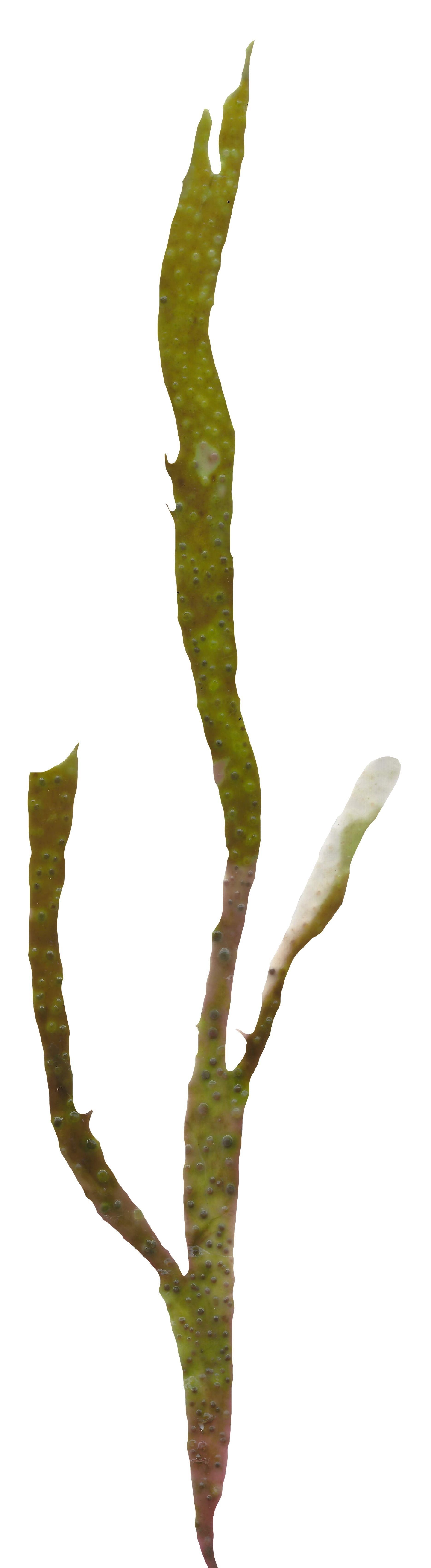 Red and Brown Algae Scanned Texture Pack - 37 Textures Texture_29