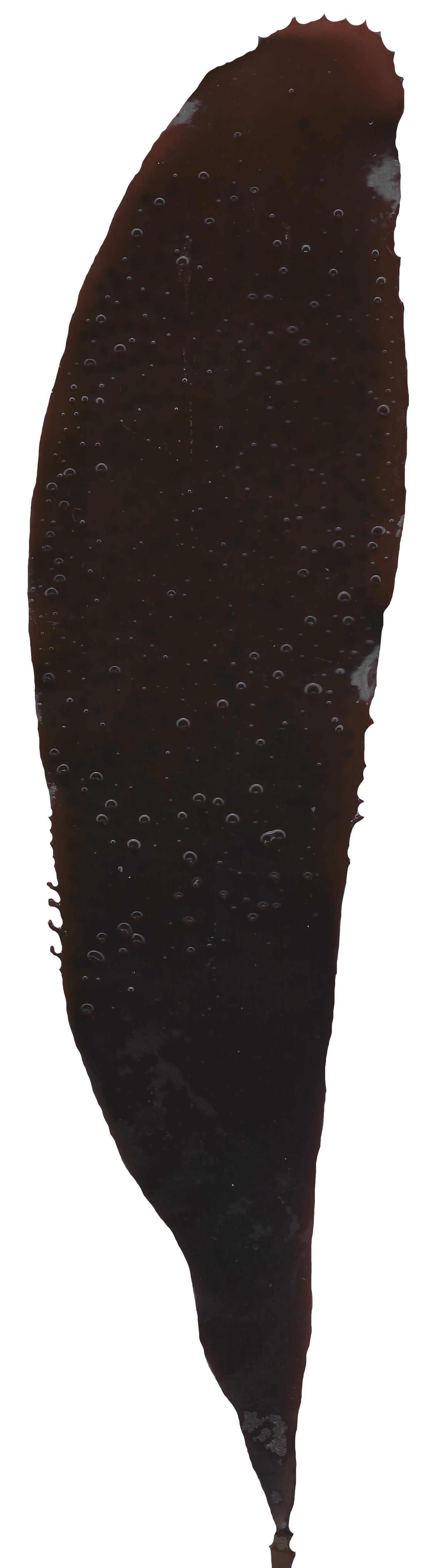 Red and Brown Algae Scanned Texture Pack - 37 Textures Texture_35