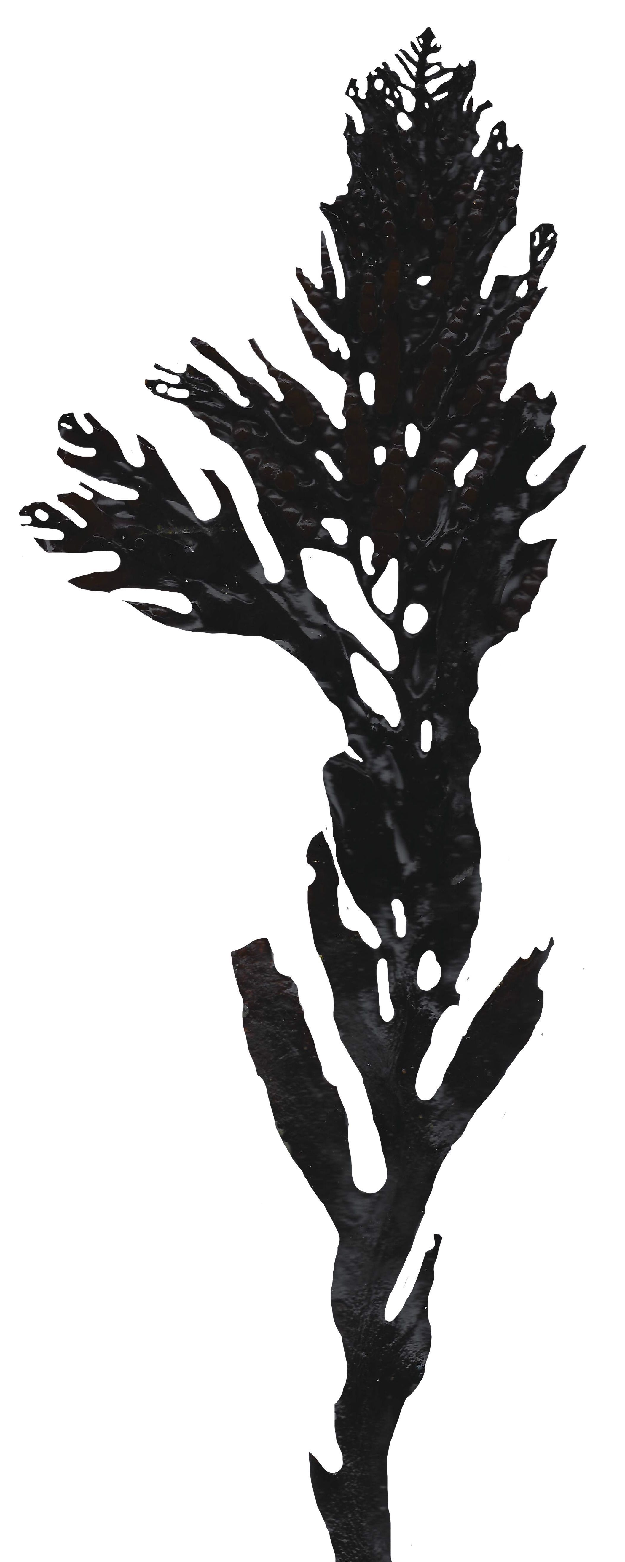 Red and Brown Algae Scanned Texture Pack - 37 Textures Texture_37