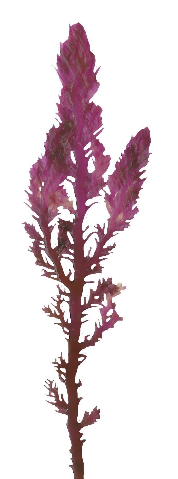 Red and Brown Algae Scanned Texture Pack - 37 Textures Texture_12