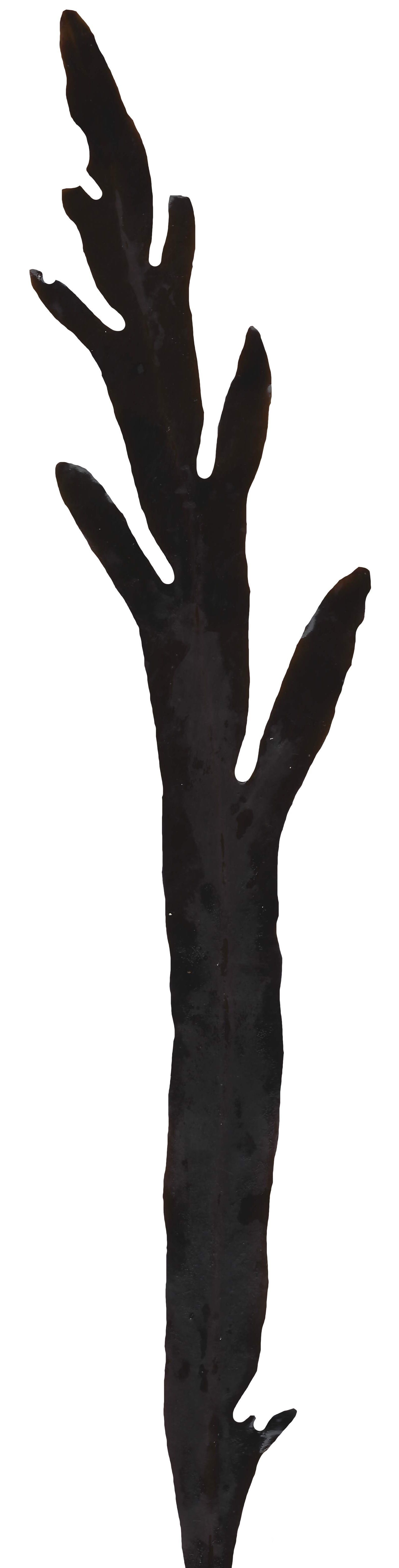 Red and Brown Algae Scanned Texture Pack - 37 Textures Texture_24