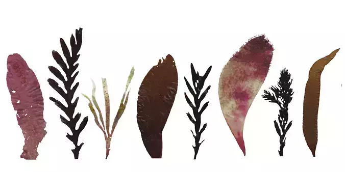 Red and Brown Algae Scanned Texture Pack - 37 Textures