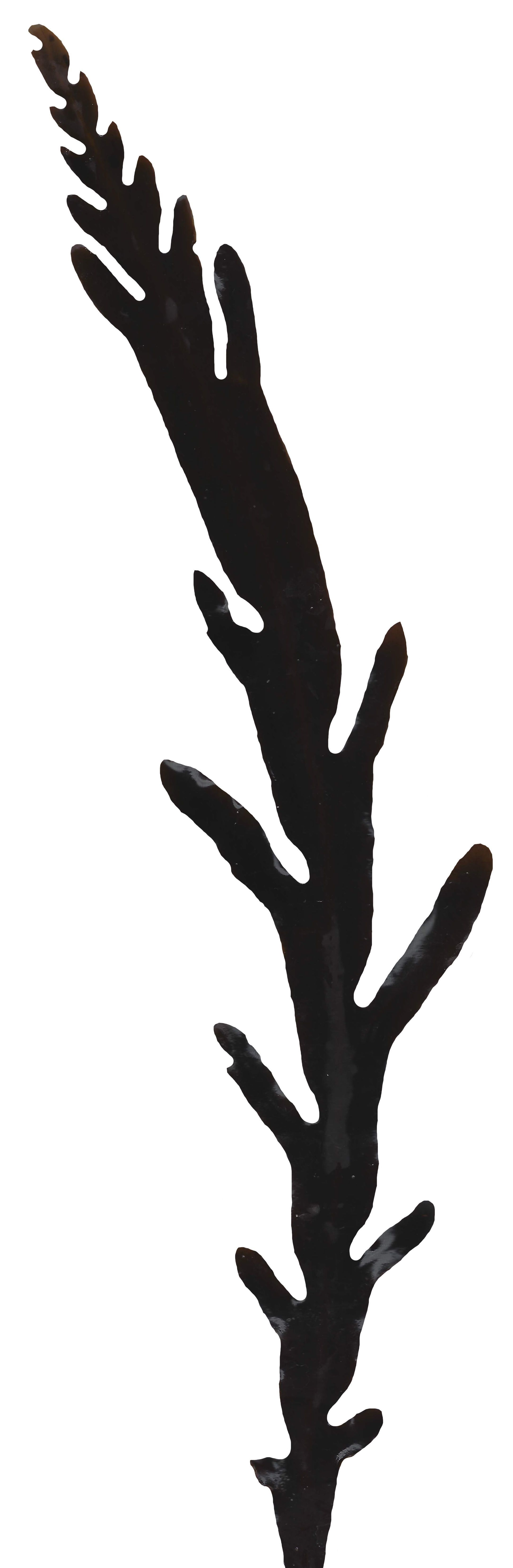 Red and Brown Algae Scanned Texture Pack - 37 Textures Texture_21