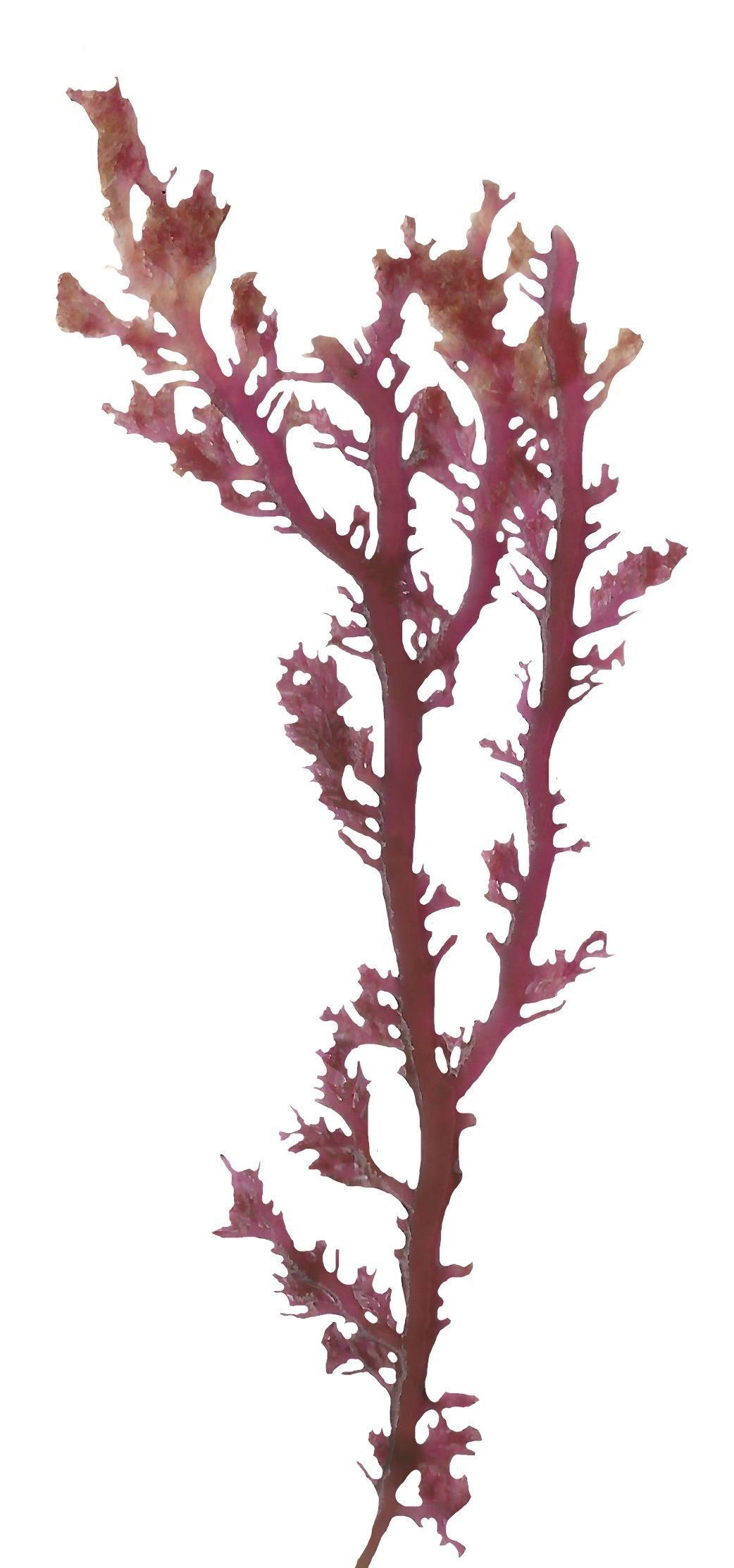 Red and Brown Algae Scanned Texture Pack - 37 Textures Texture_30