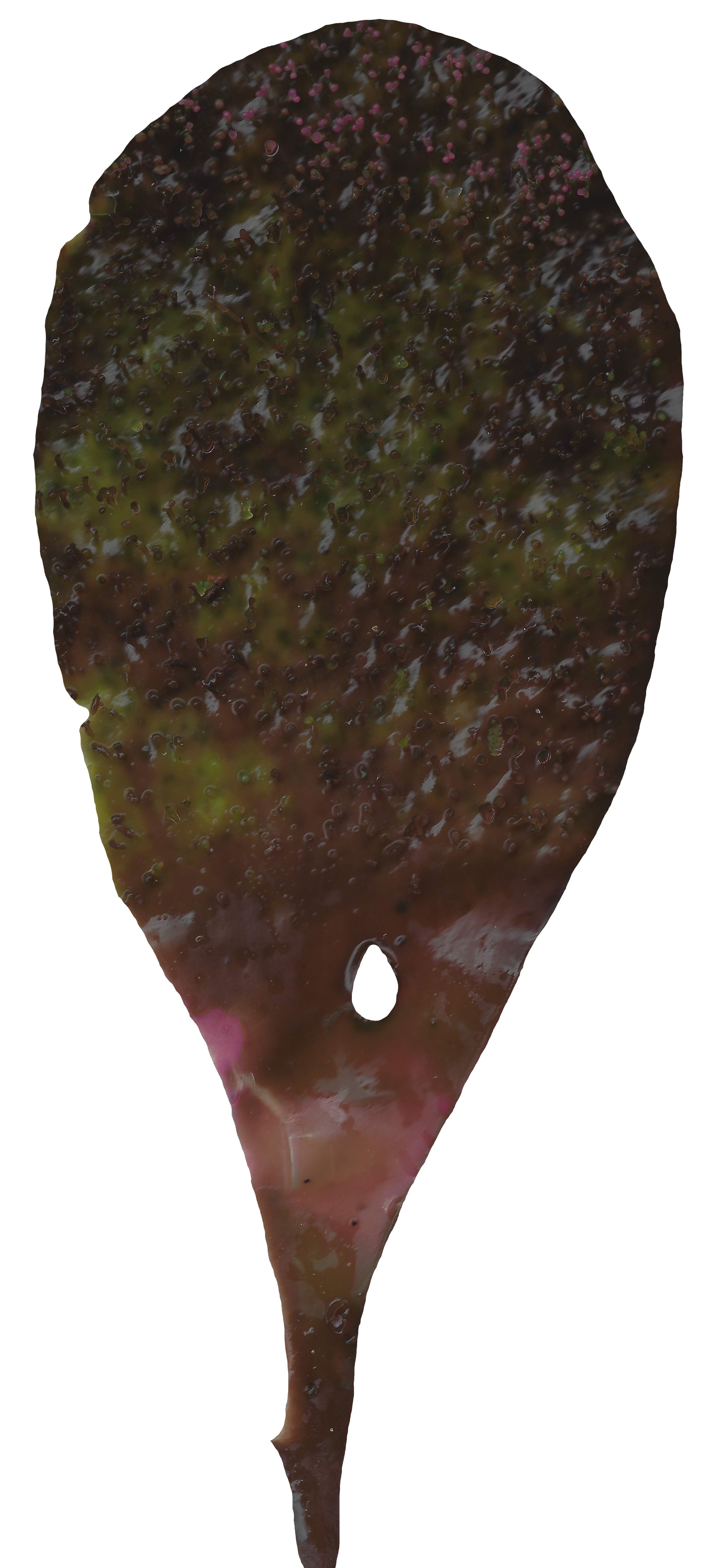 Red and Brown Algae Scanned Texture Pack - 37 Textures Texture_19