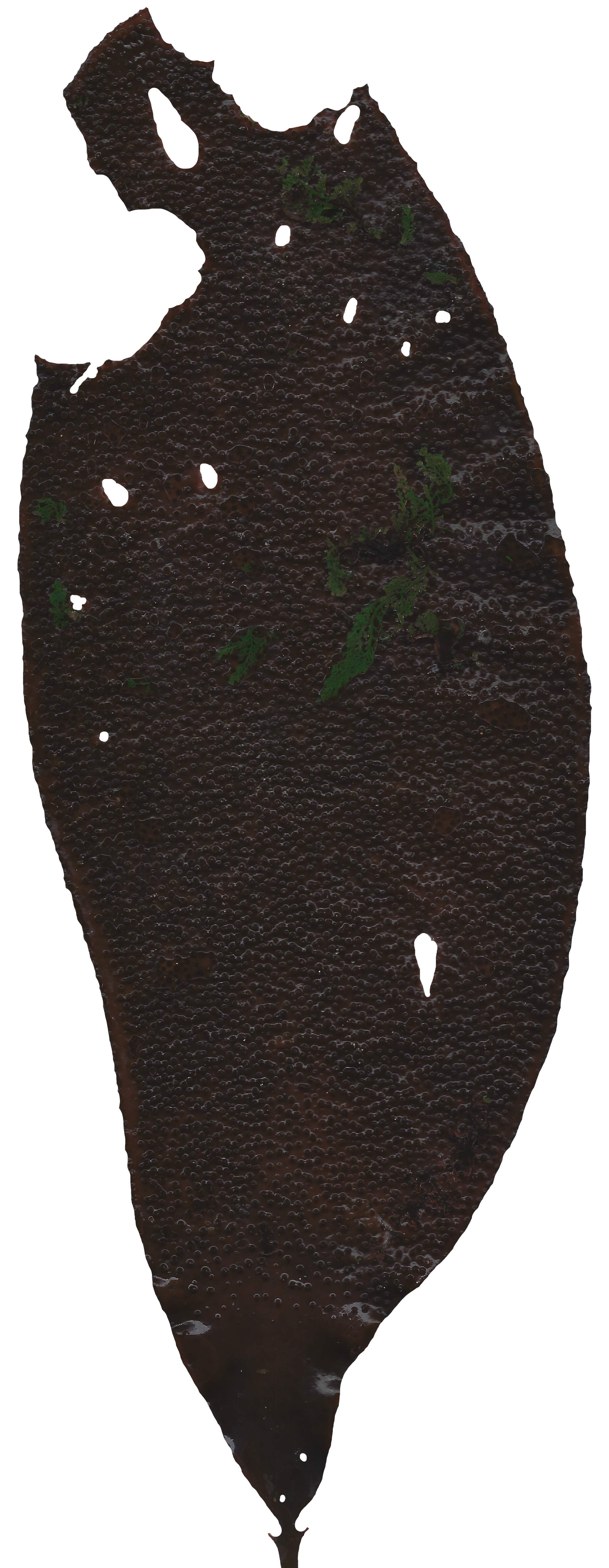 Red and Brown Algae Scanned Texture Pack - 37 Textures Texture_5