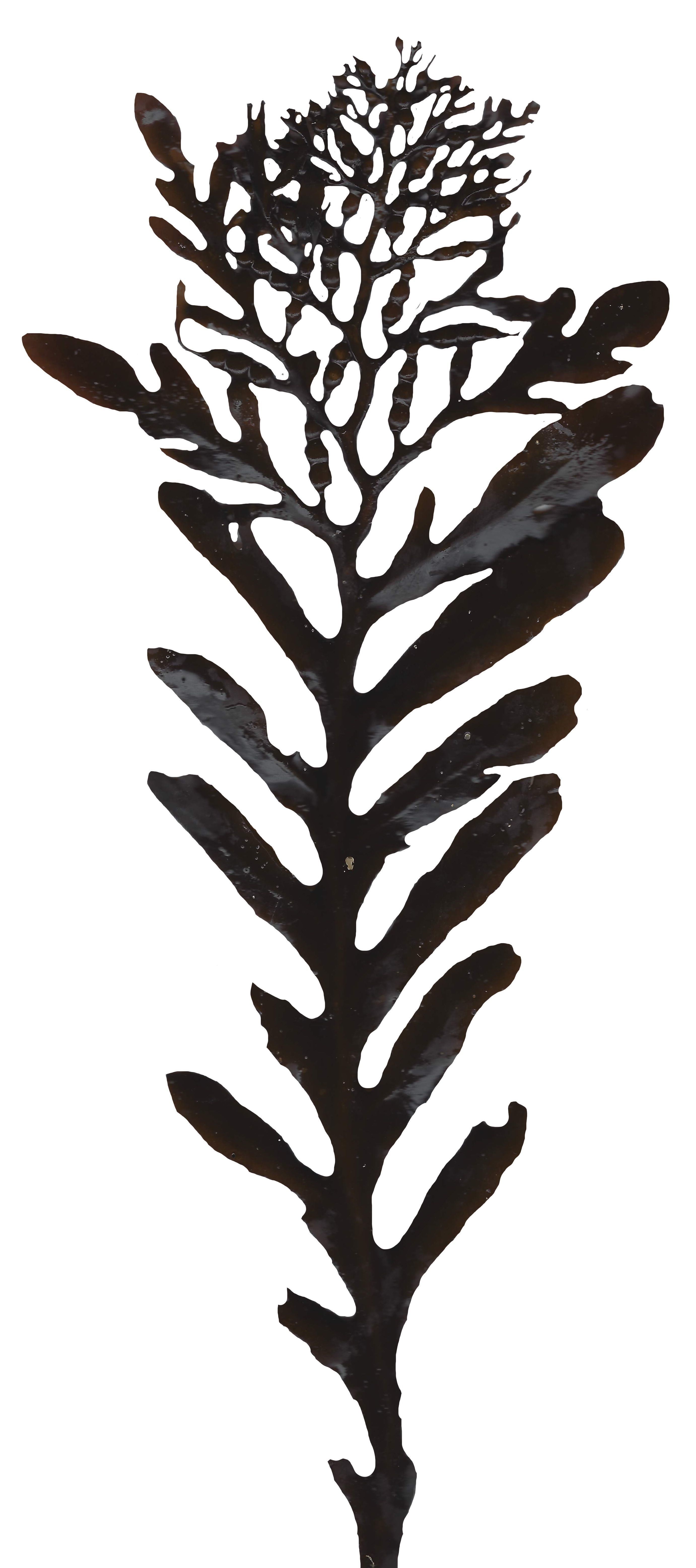 Red and Brown Algae Scanned Texture Pack - 37 Textures Texture_16