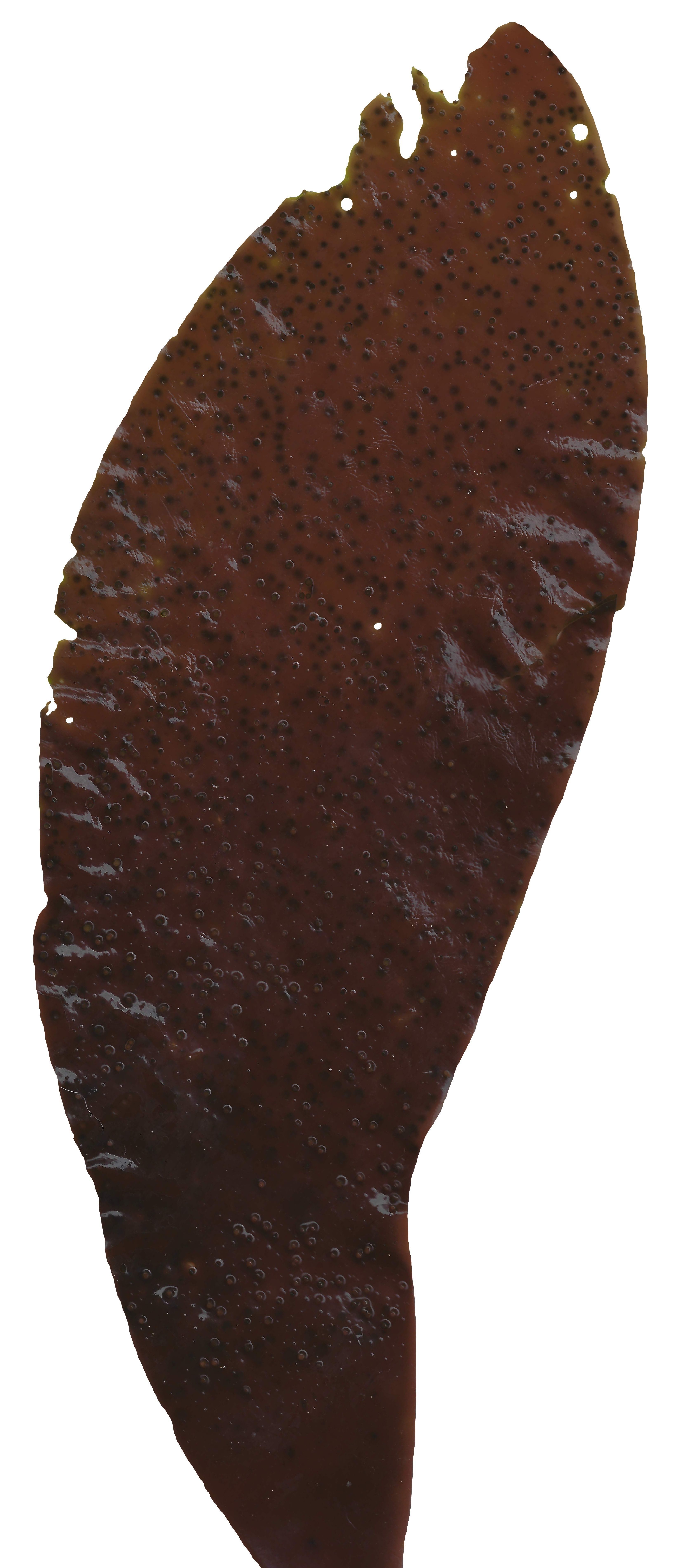 Red and Brown Algae Scanned Texture Pack - 37 Textures Texture_26