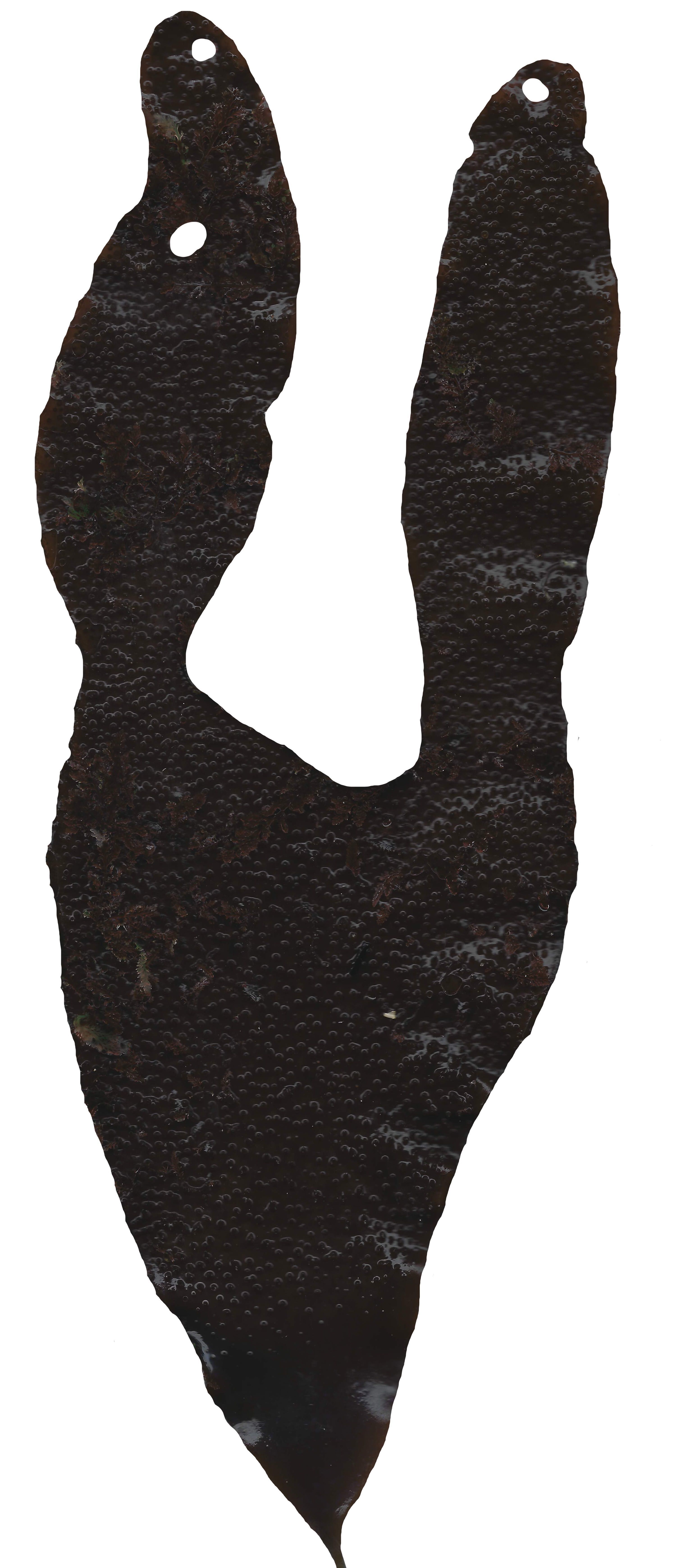 Red and Brown Algae Scanned Texture Pack - 37 Textures Texture_7