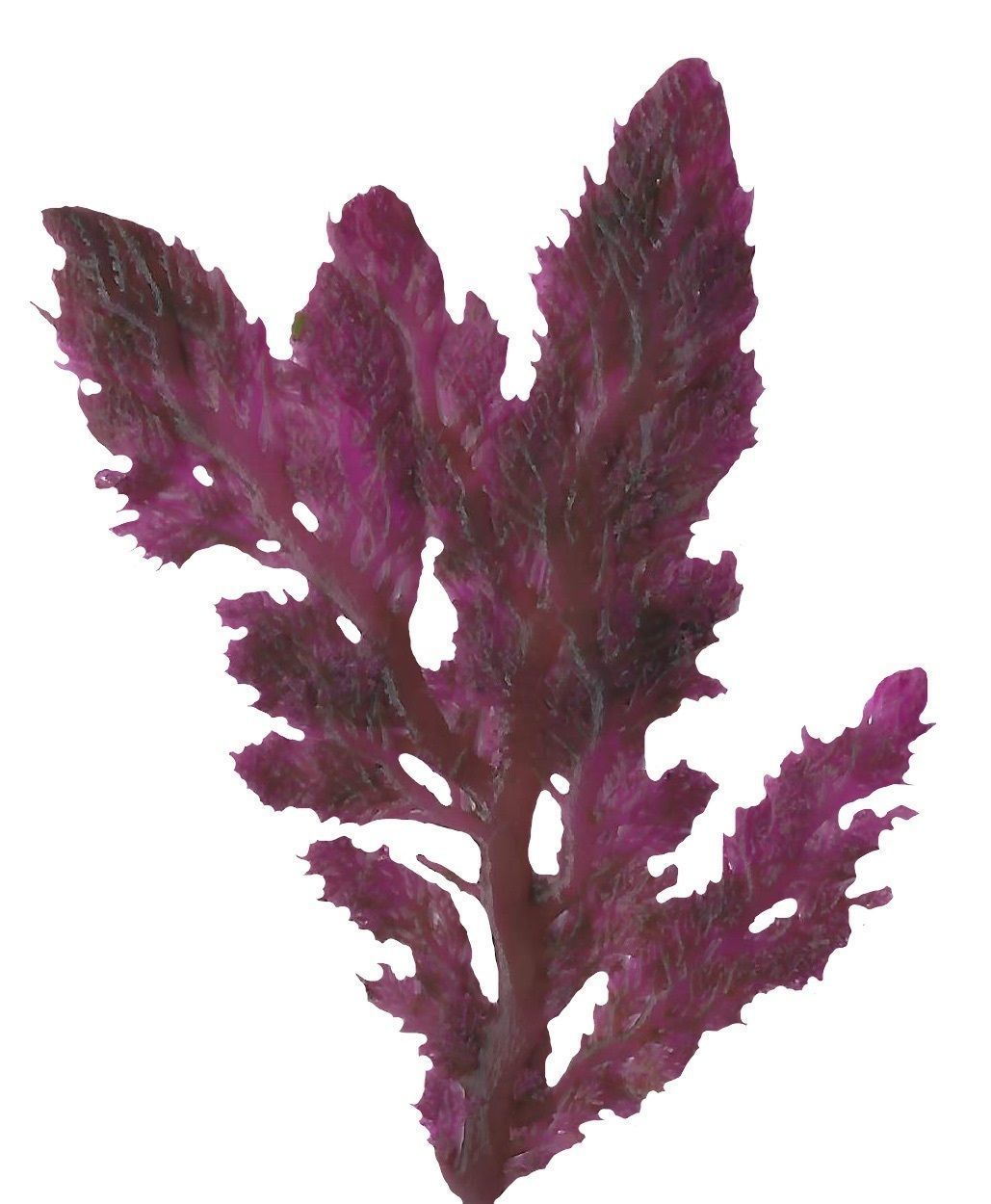 Red and Brown Algae Scanned Texture Pack - 37 Textures Texture_32