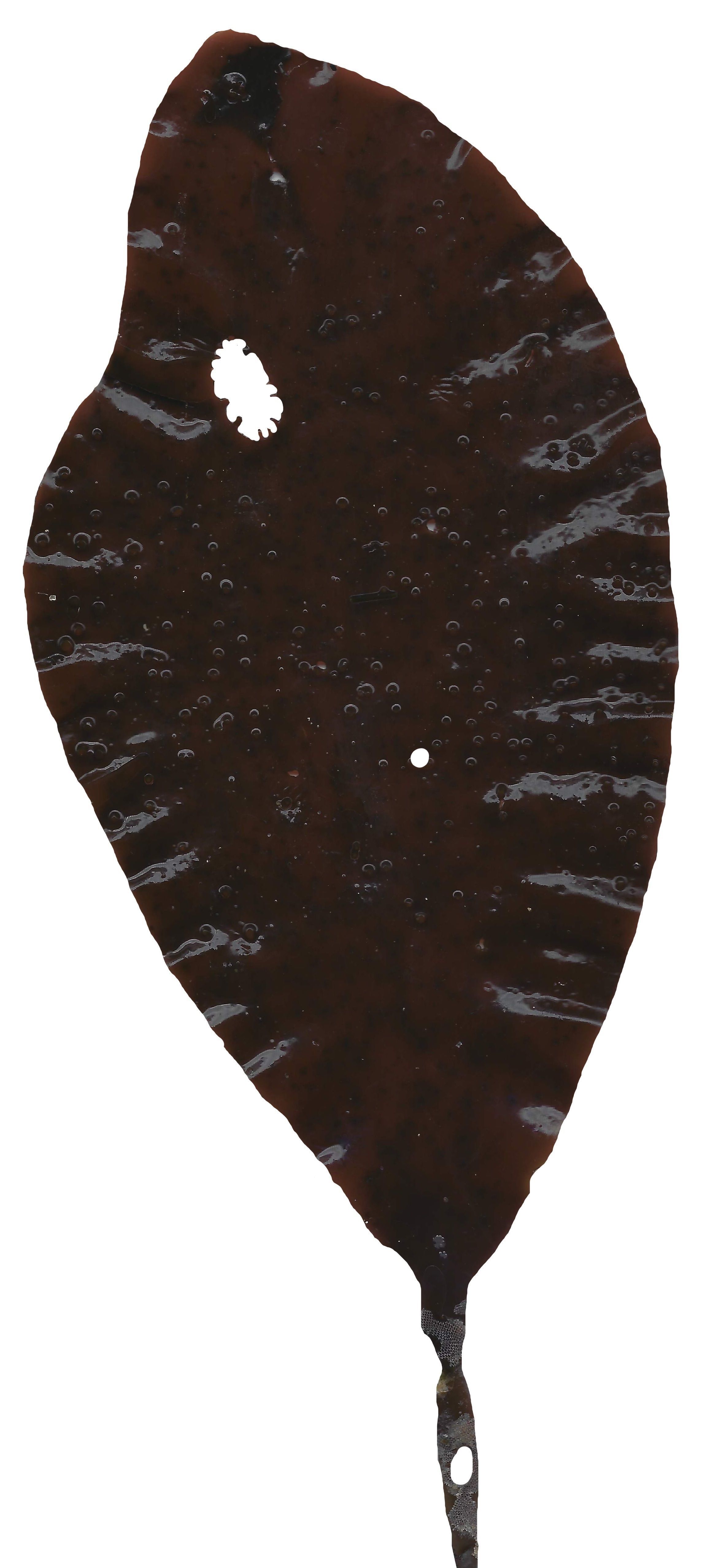 Red and Brown Algae Scanned Texture Pack - 37 Textures Texture_2