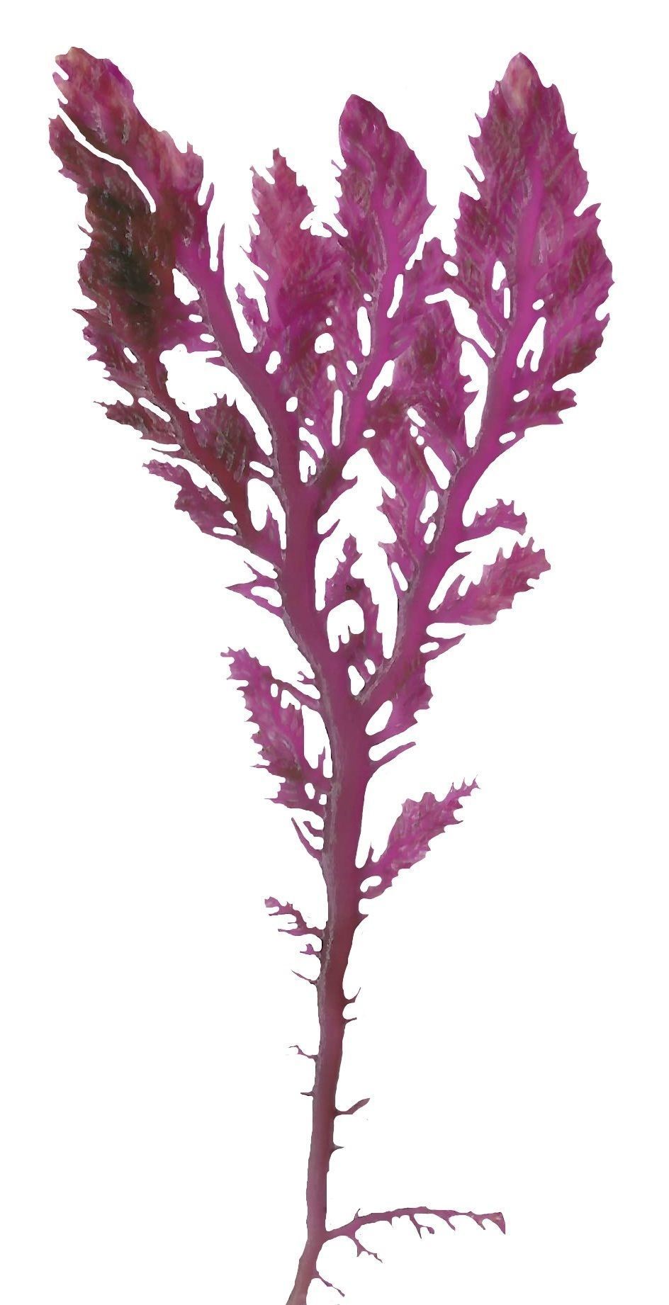 Red and Brown Algae Scanned Texture Pack - 37 Textures Texture_23