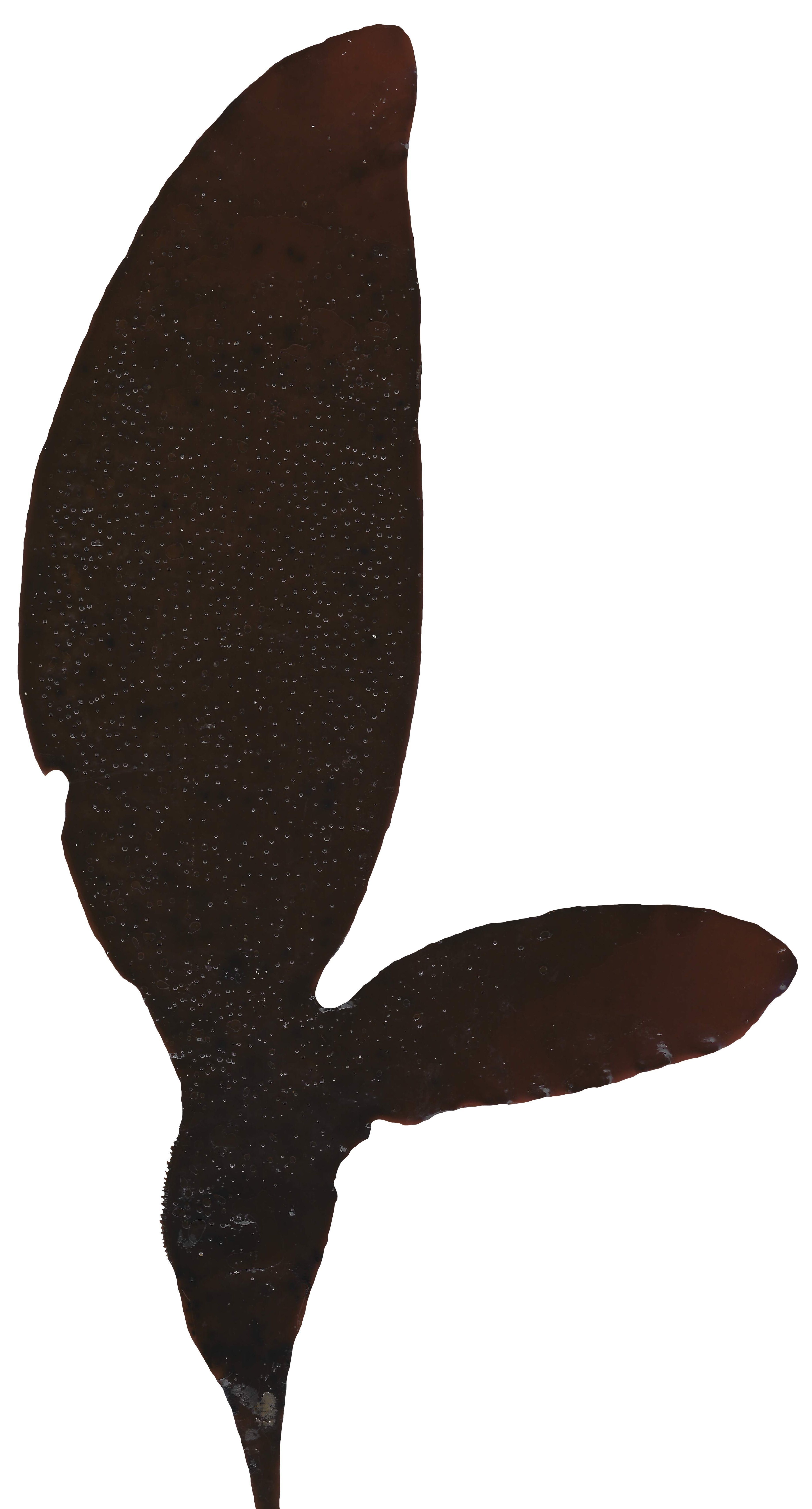 Red and Brown Algae Scanned Texture Pack - 37 Textures Texture_11